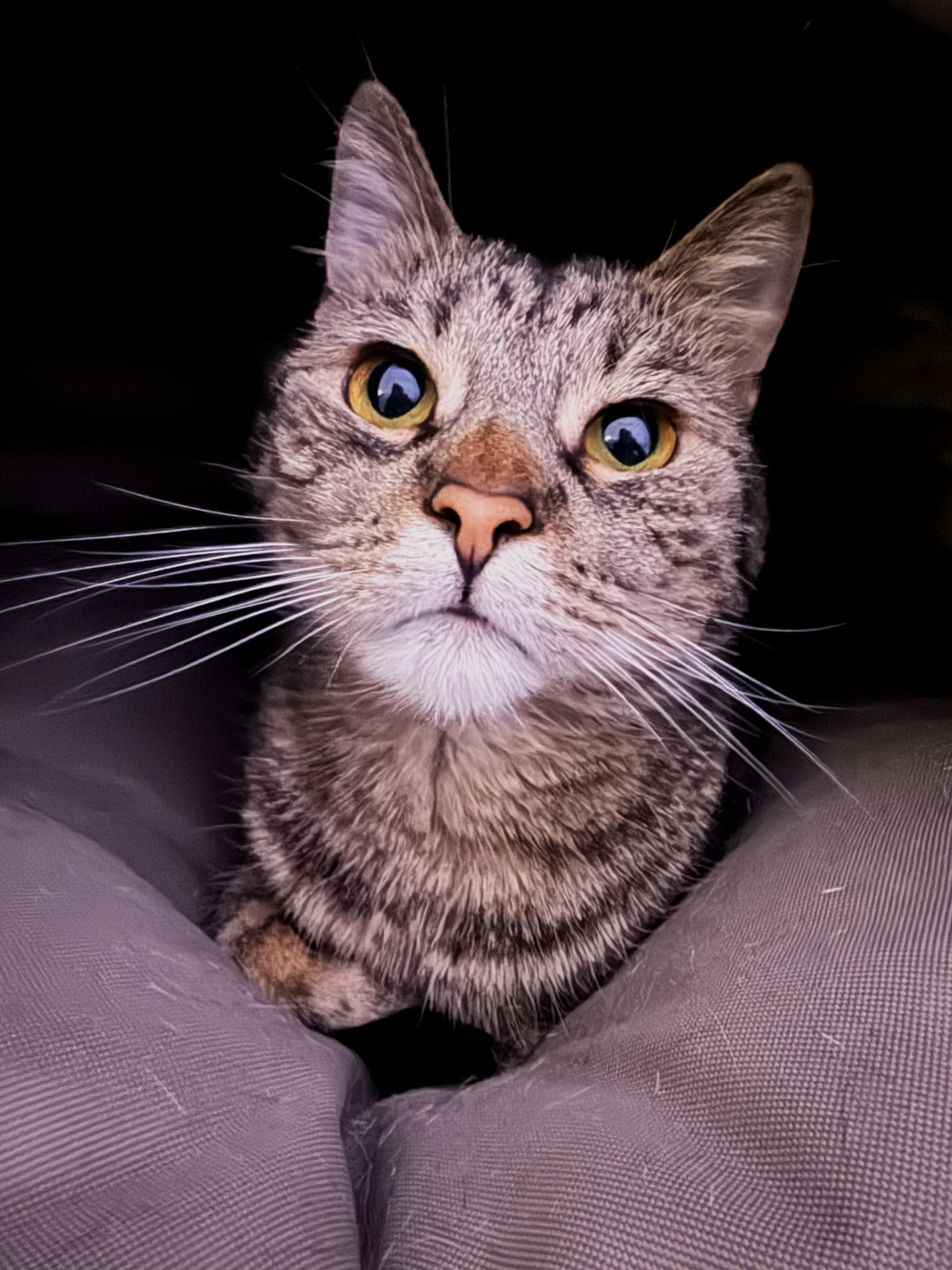 Close-up of a tabby cat's face with yellow eyes, sitting on purple fabric against a black background.