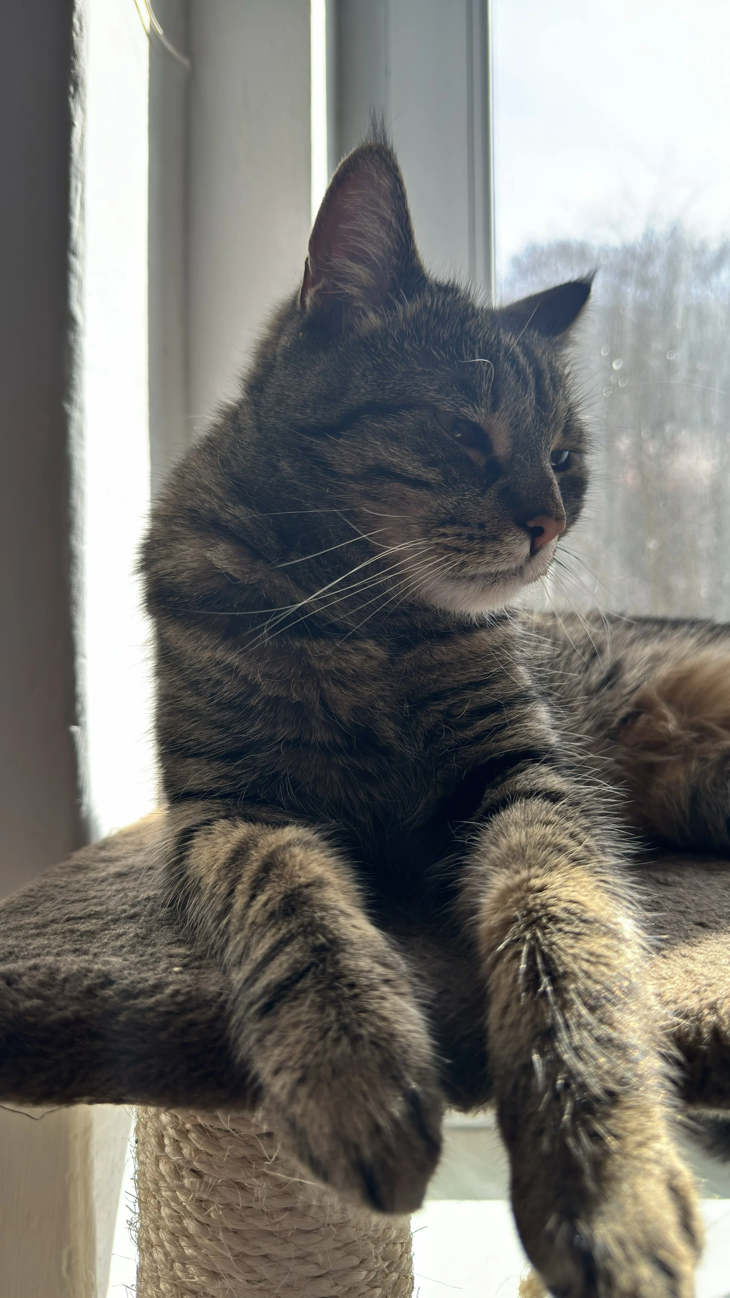 A close-up of a tabby cat sitting on a cat tree in front of a window, looking to the side with a calm expression.