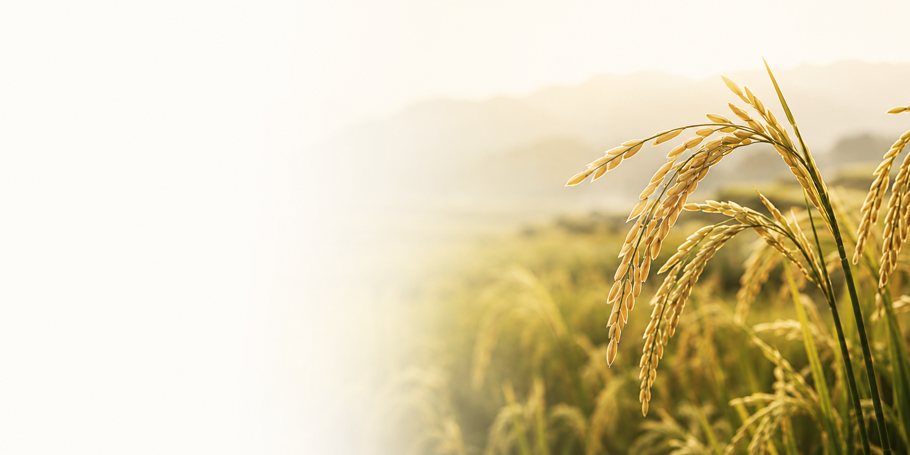 Close-up of mature wheat stalks in a golden field with hills in the background and a clear sky.
