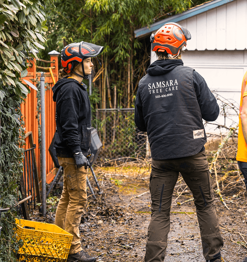 Samsara Tree Care preforming a Cherry Removal in SE Portland Oregon