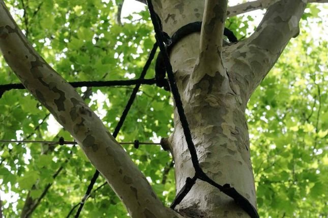Tree Cabling and Tree Bracing: Strengthening Trees for Longevity and Safety