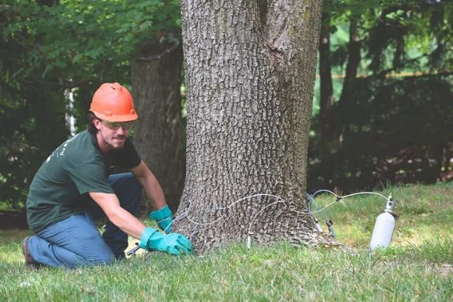 How to Maintain Healthy Soil for Trees