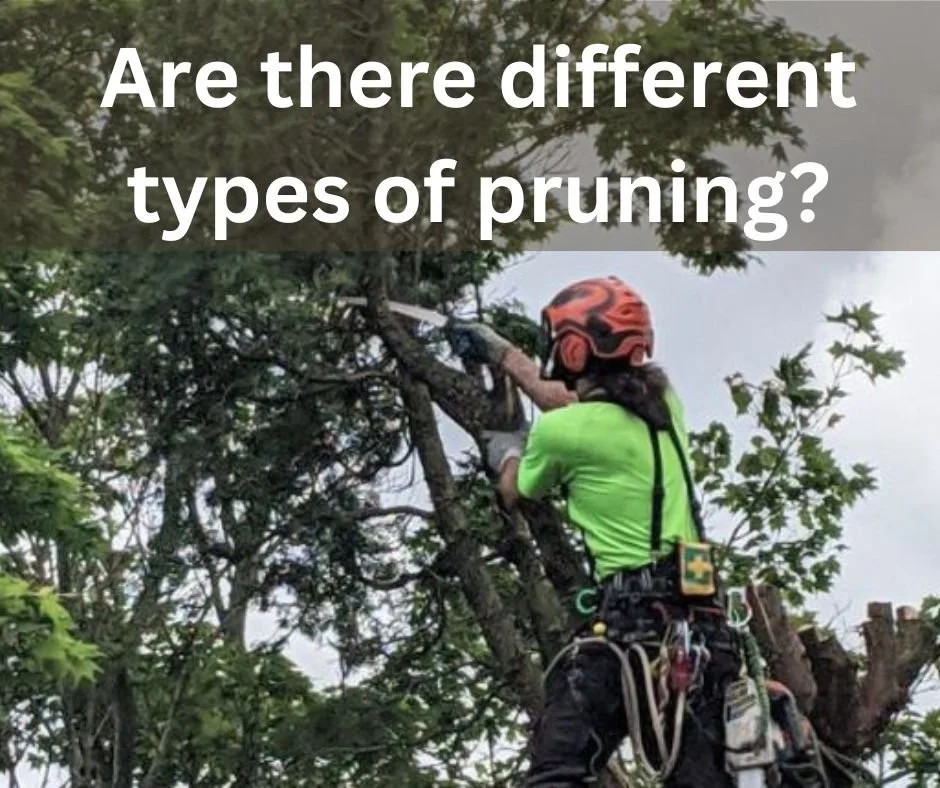 Are there different types of pruning?