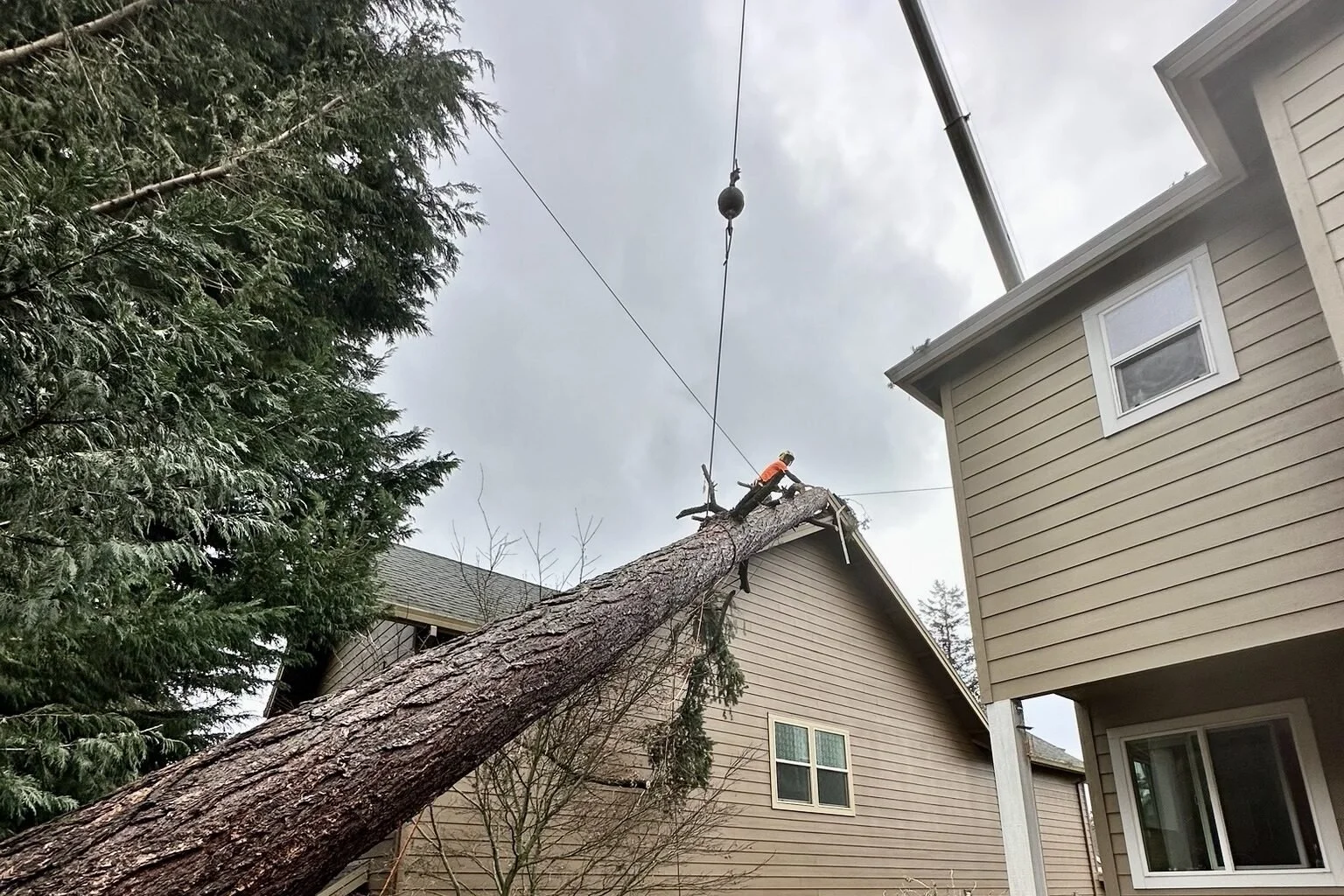 Don’t Touch Trees in Wires