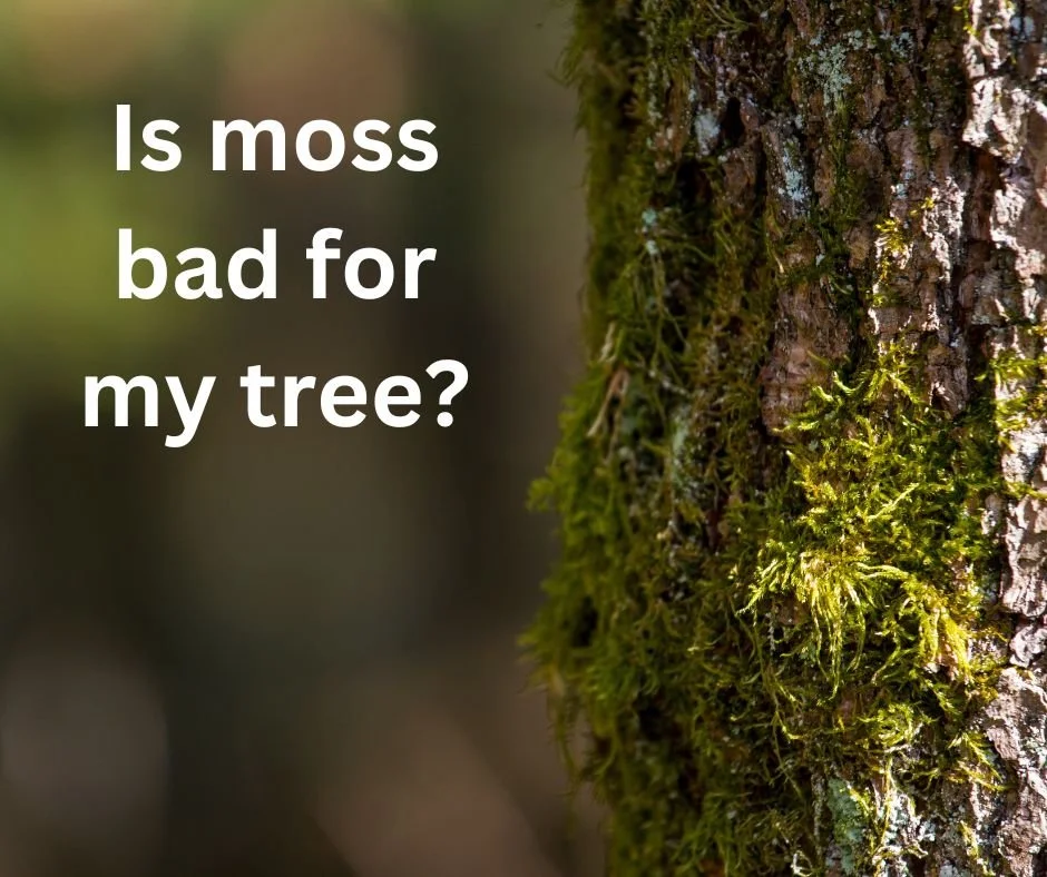 Is moss bad for my tree?