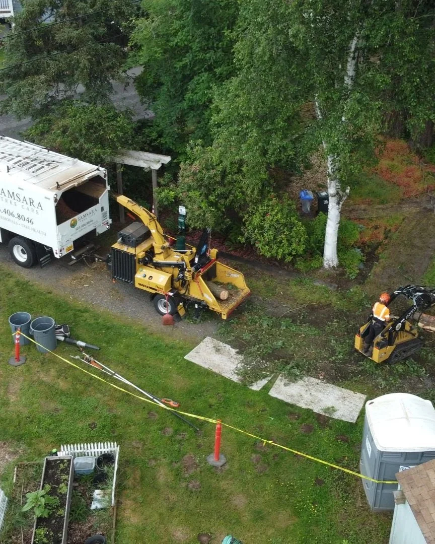 SamsaraTreeCare_Large-Tree-Pruning_Douglas-Fir_Milwaukie-Oregon_02.jpg