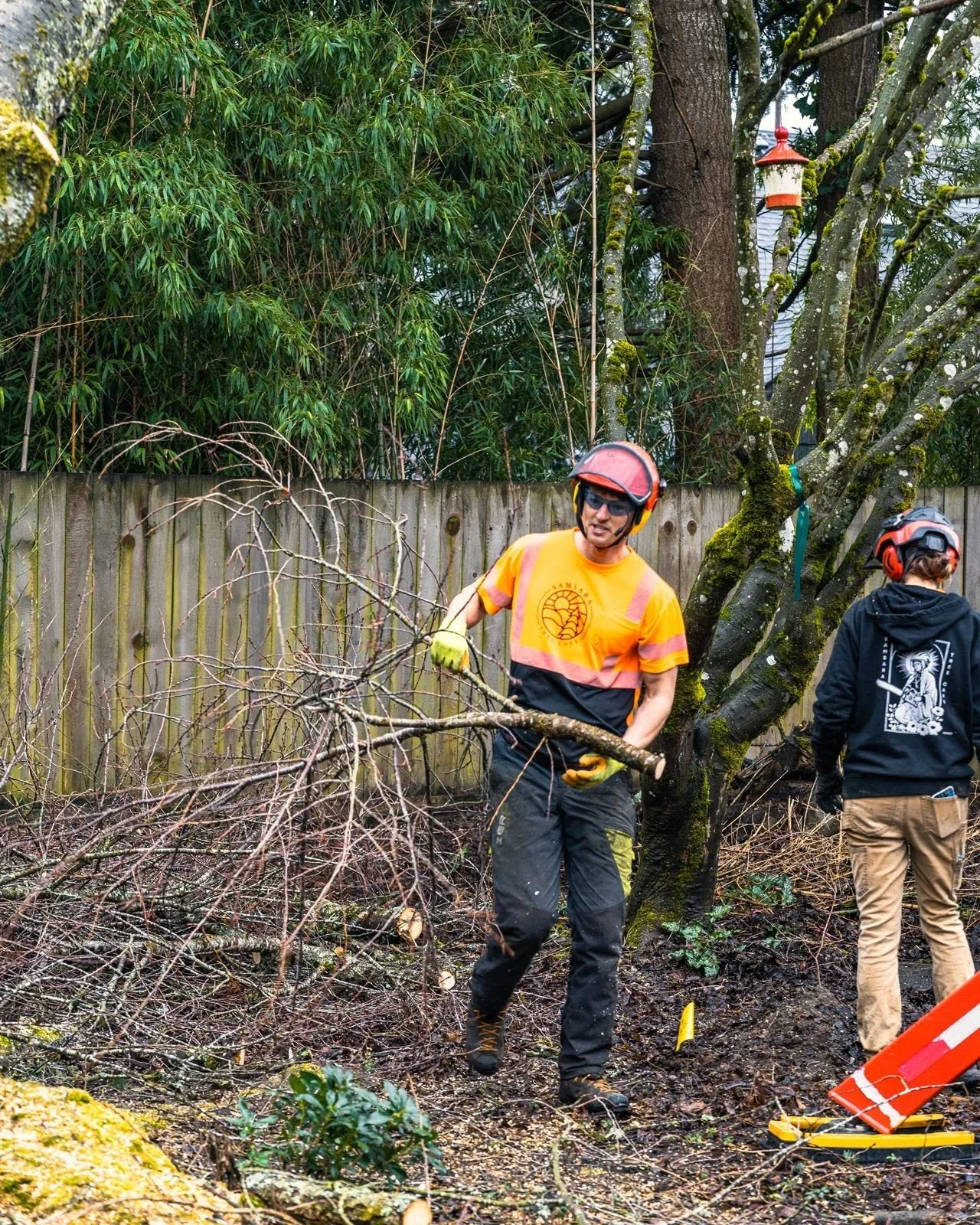 SamsaraTreeCare_Tree-Removal_Rigging-Cherry-Tree_NE-Portland_19.jpg