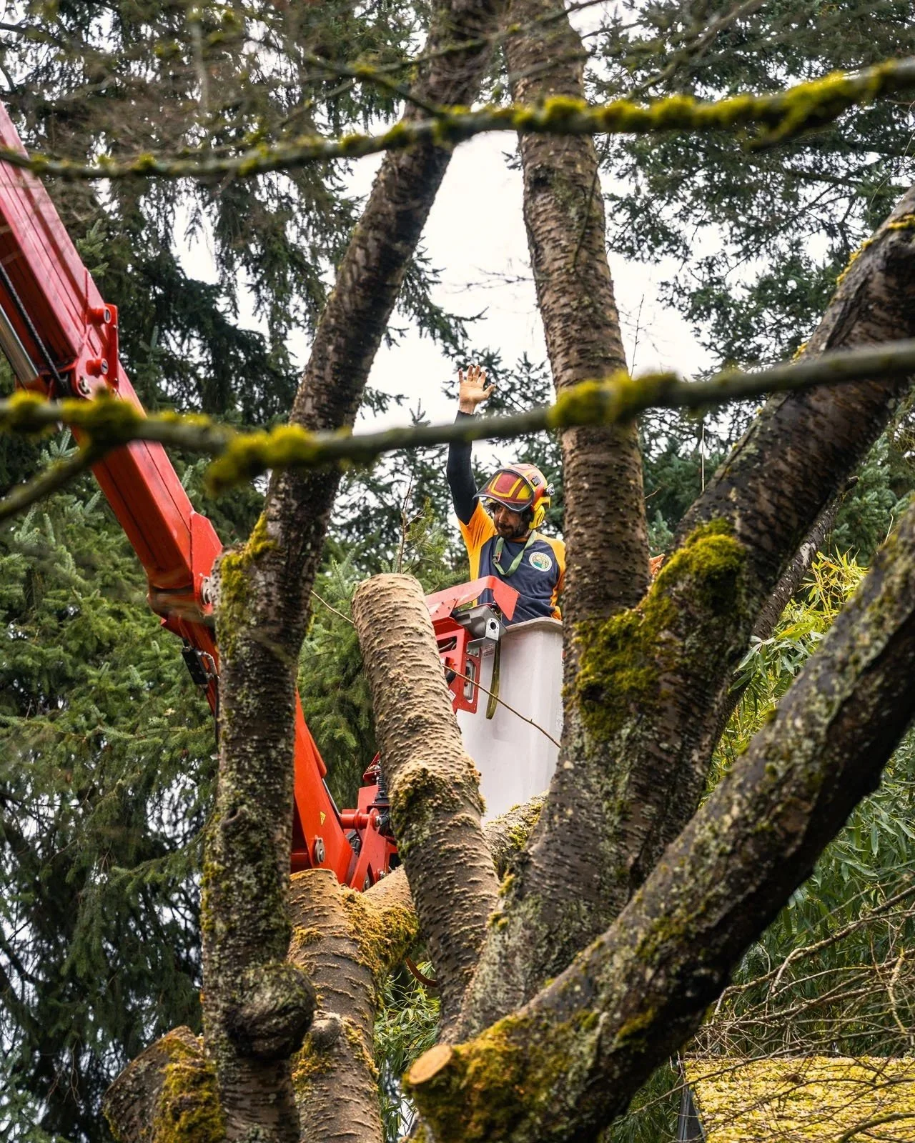 SamsaraTreeCare_Portland-Arborist_Cherry-Tree-Dismantle_Spider-Lift_20.jpg