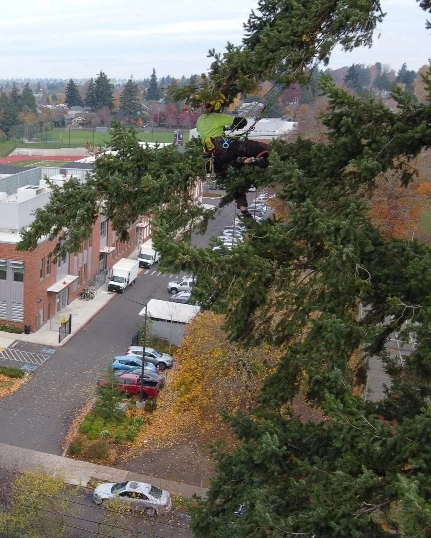 SamsaraTreeCare_Large-Tree-Pruning_Douglas-Fir_Portland-Arborist_02.jpg