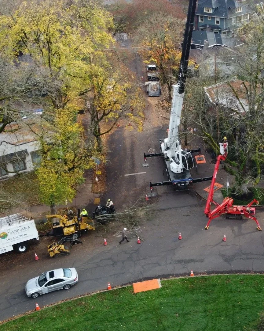 SamsaraTreeCare_Dutch-Elm-Disease_Elm-Tree-Work_SE-Portland-Arborist_11.jpg