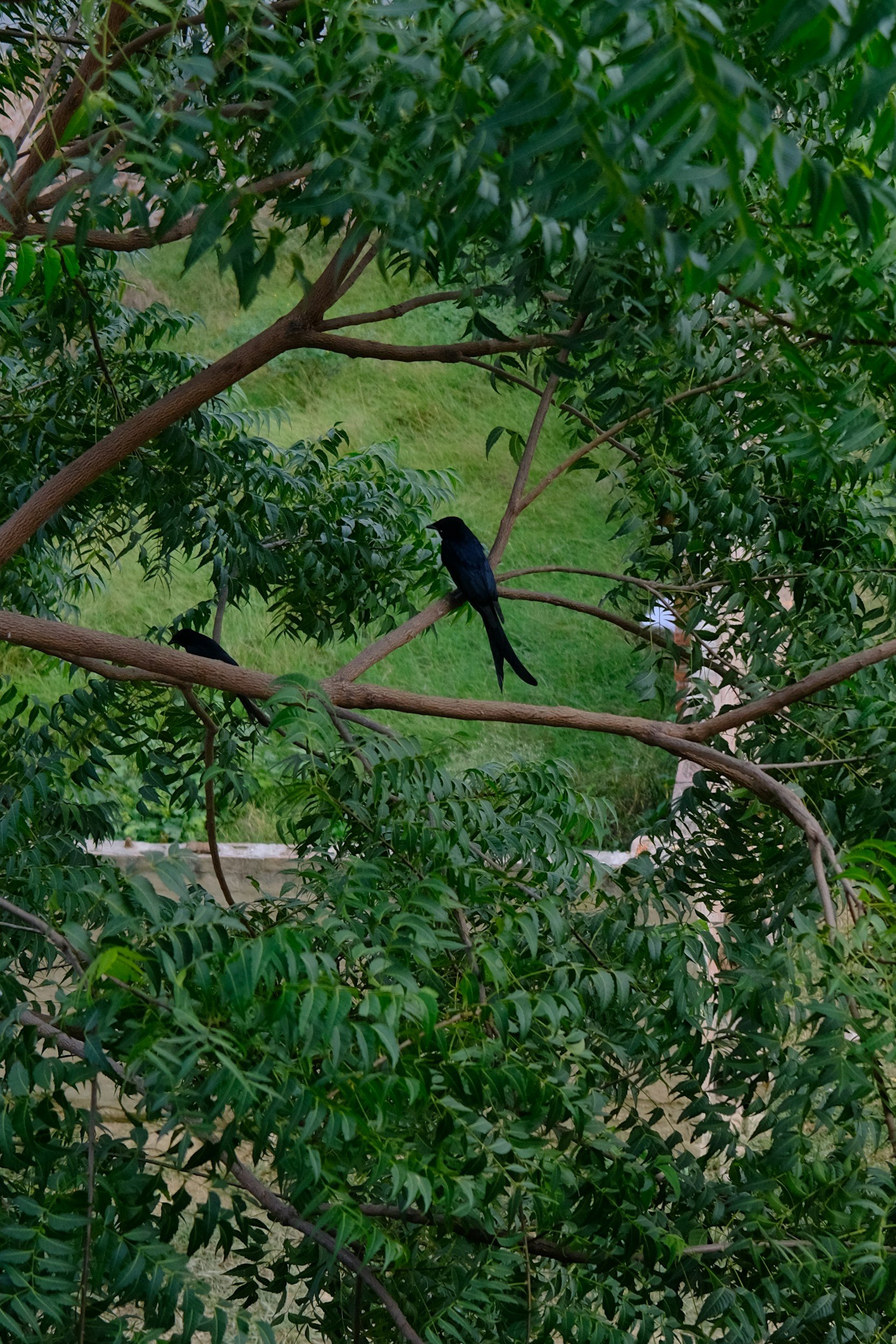 A black bird sits on a branch of a tree with many narrow leaves