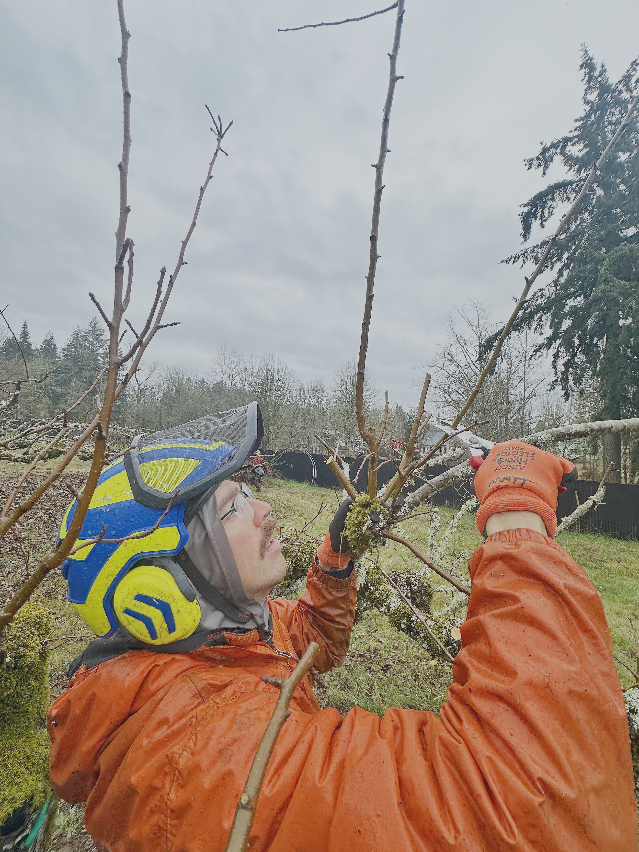 Samsara Tree Care certified arborist pruning fruit trees in Lake Oswego, Oregon