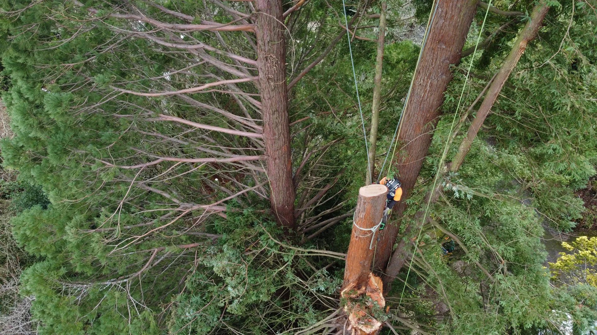 Samsara Tree Care responding to storm work in West Linn Oregon on a large Sequoia