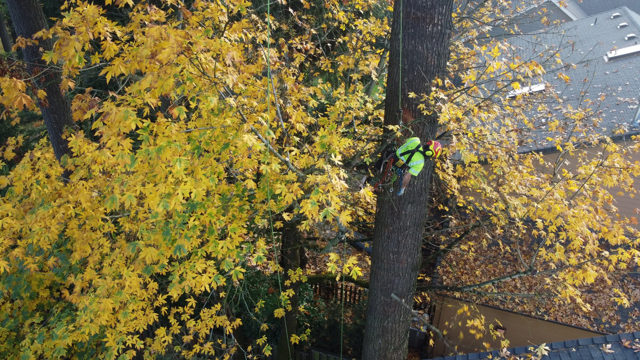 Samsara Tree Care preforming Building Clearance pruning in Tualatin Oregon