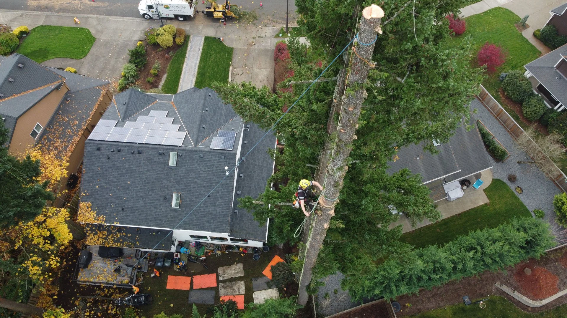 Certified arborist Douglas Fir Removal in  Tualitin, Oregon