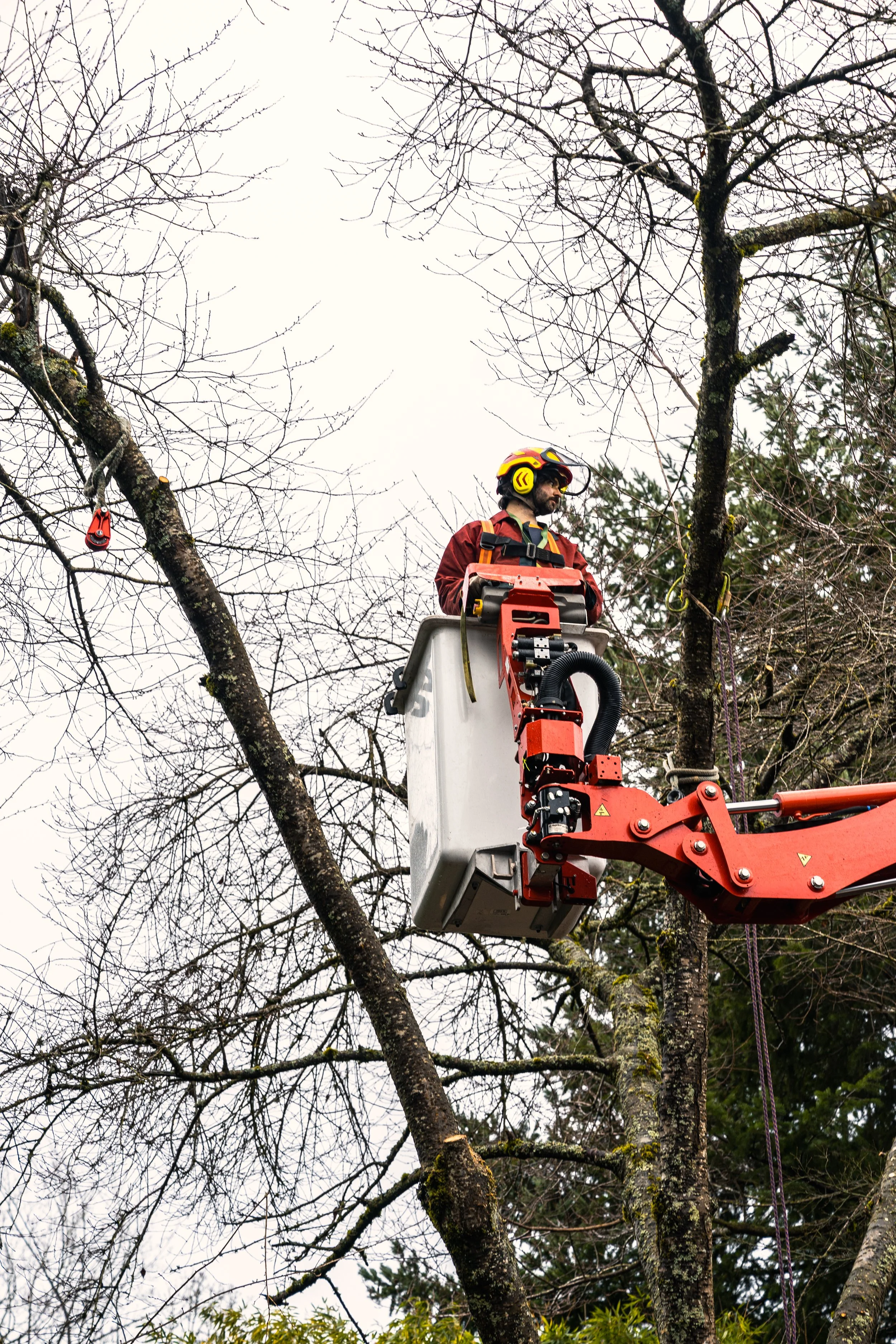 Cherry tree crown reduction service in West Linn, Oregon, completed by Samsara Tree Care using an aerial lift for safe and precise pruning.