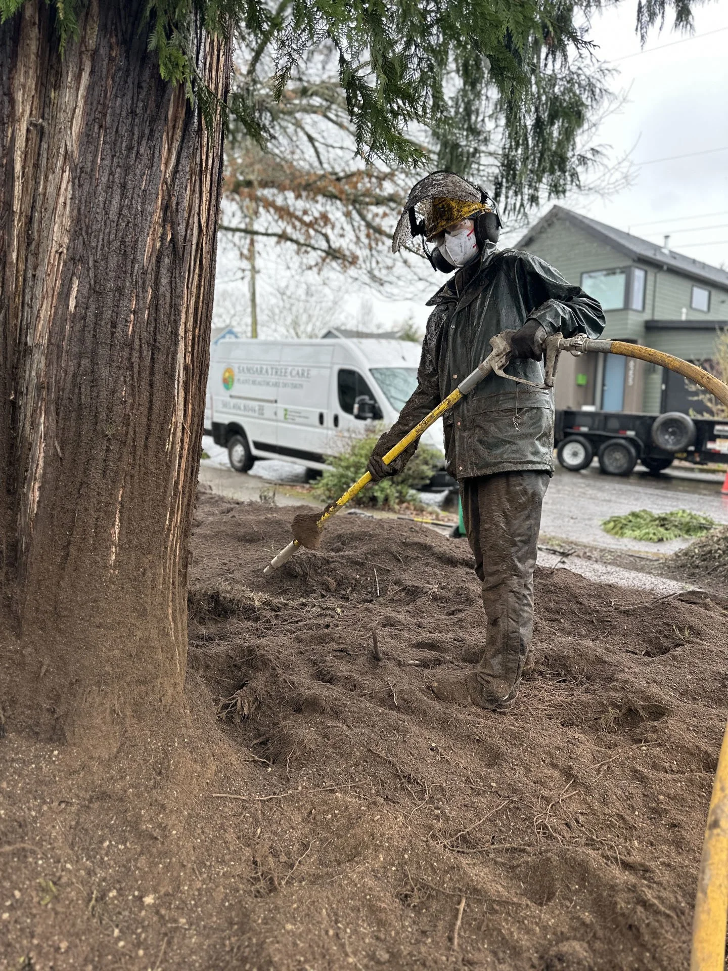 Samsara Tree Care preforming a Air Spade soil amendment to improve compaction on a western red cedar in SE portland