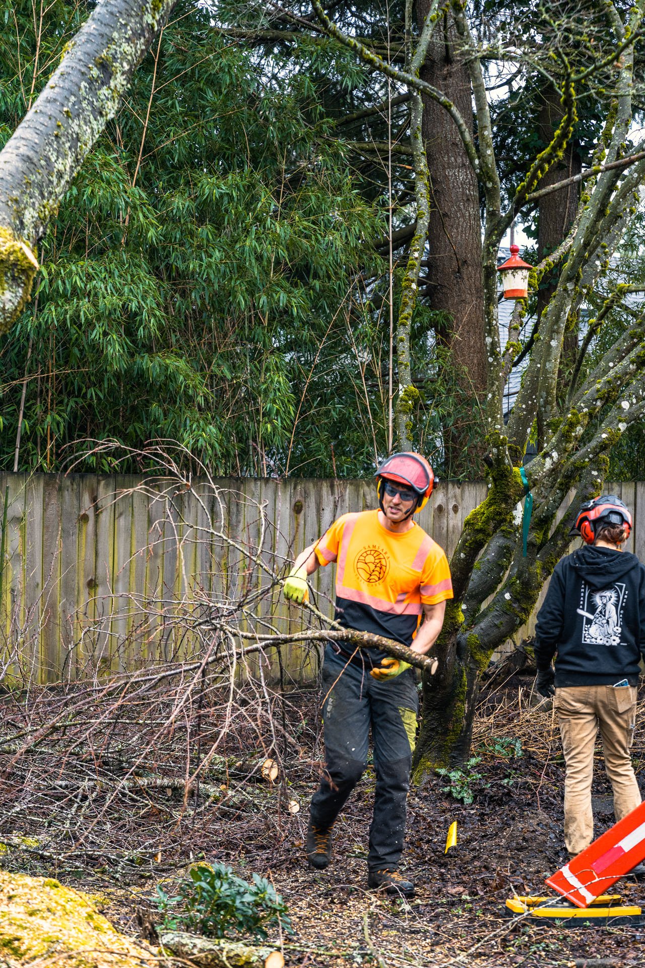 Tree Permits: Everything You Need to Know