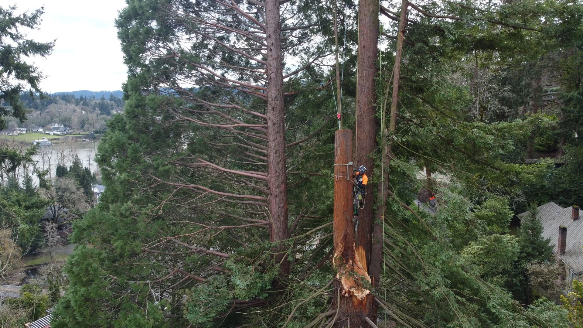 SamsaraTreeCare_Large-Sequoia-Storm-Damage_Arborist-Crew_West-Linn_09.jpg