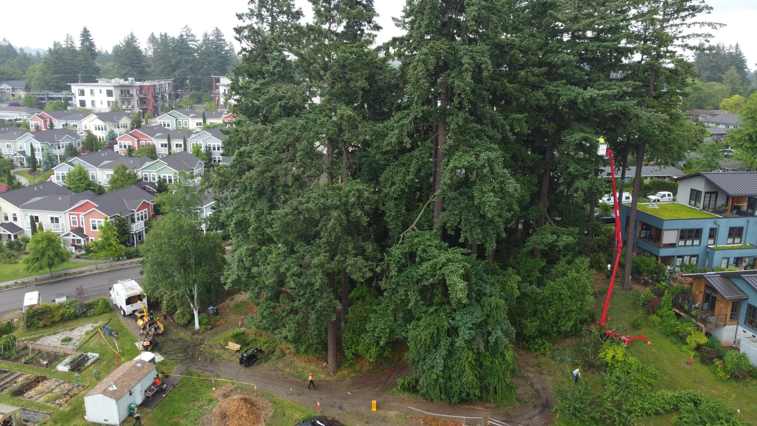 Samsara Tree Care using a spider lift to preform Load Reduction on douglas firs in Milwaukie Oregon by certified arborist.