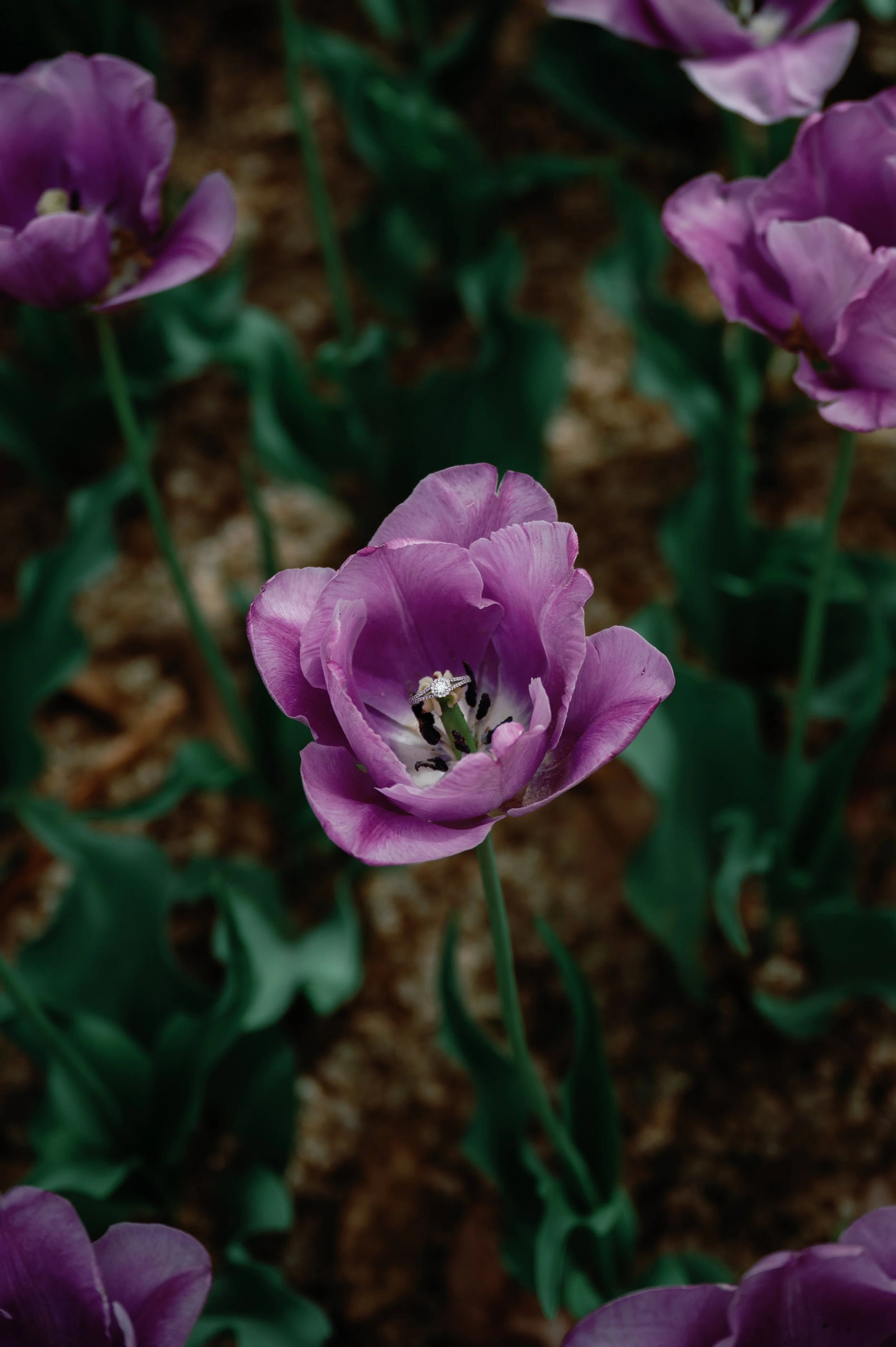 darllane.com-4111.jpg