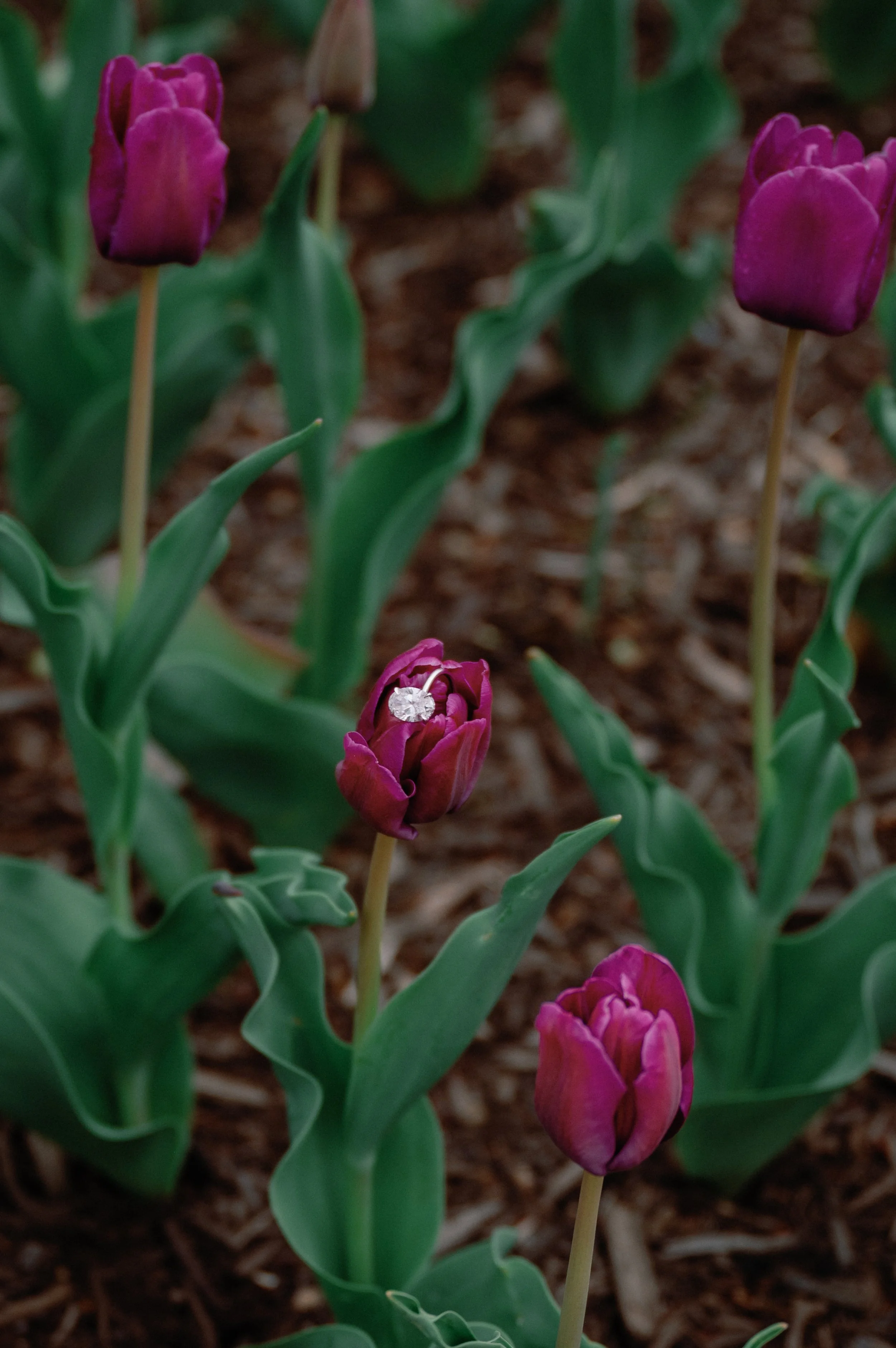 darllane.com-3615.jpg