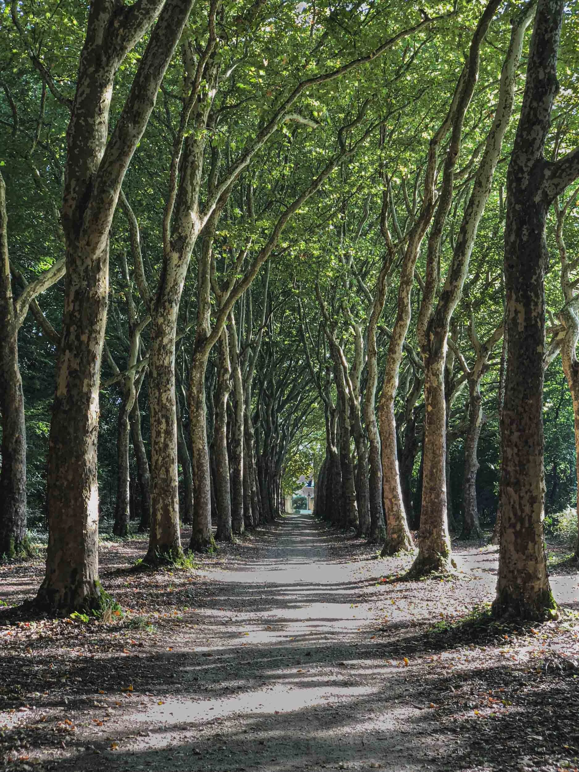 A tree lined pathway at Château Gaillard in Amboise, France. This is another example of an allée.