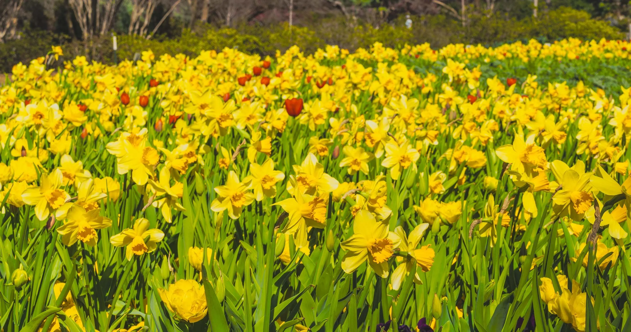 DallasBlooms_408-Enhanced-NR.jpg