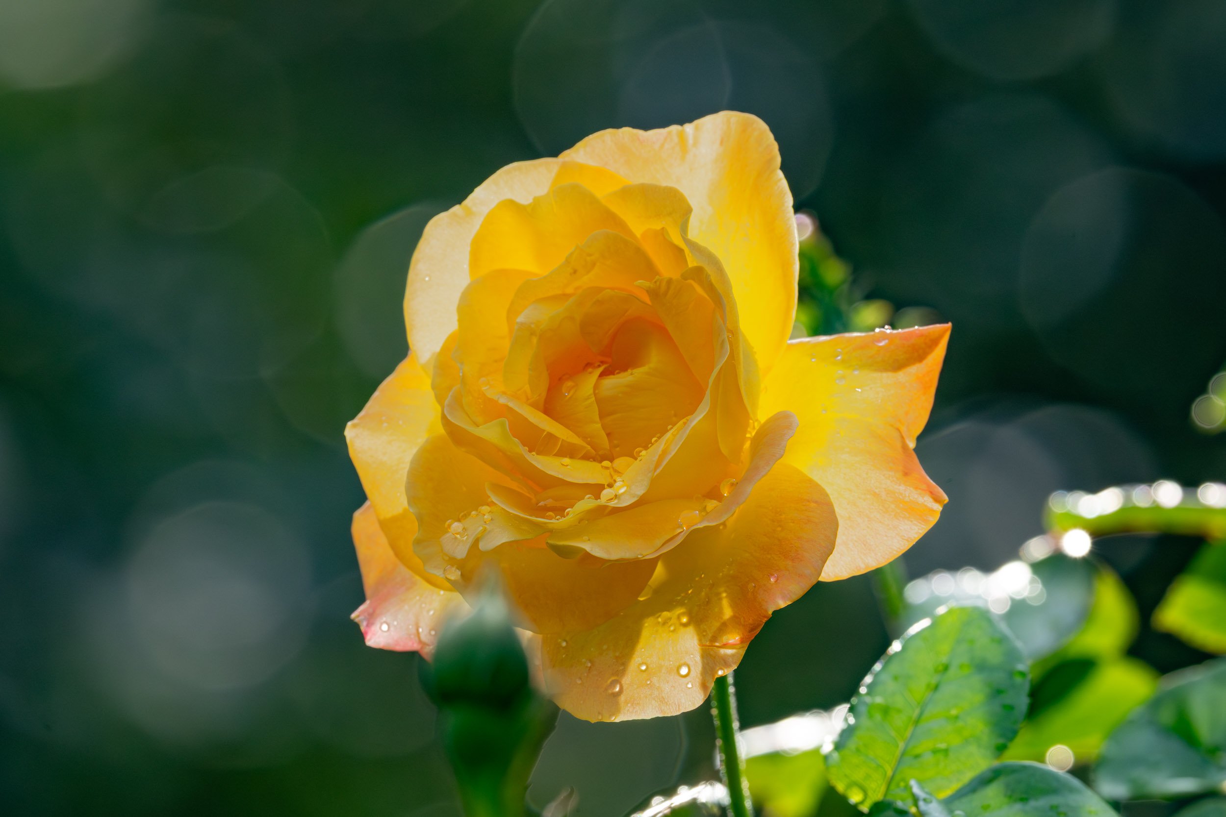 Flowers_A7_2017.jpg