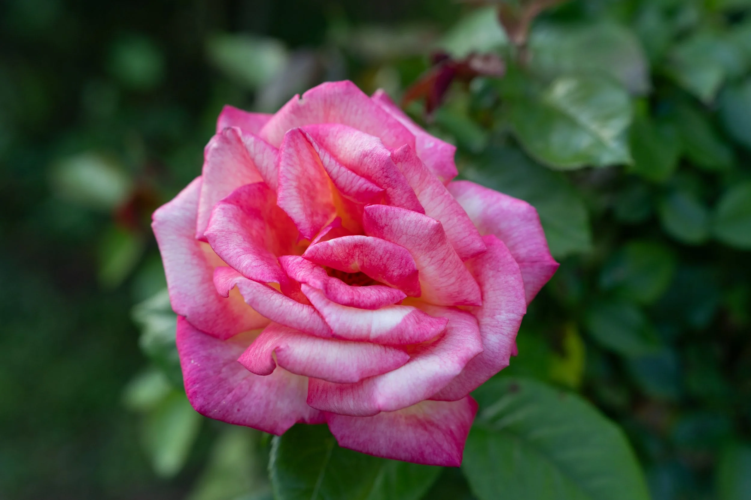 NokeSpring'25_091.jpg