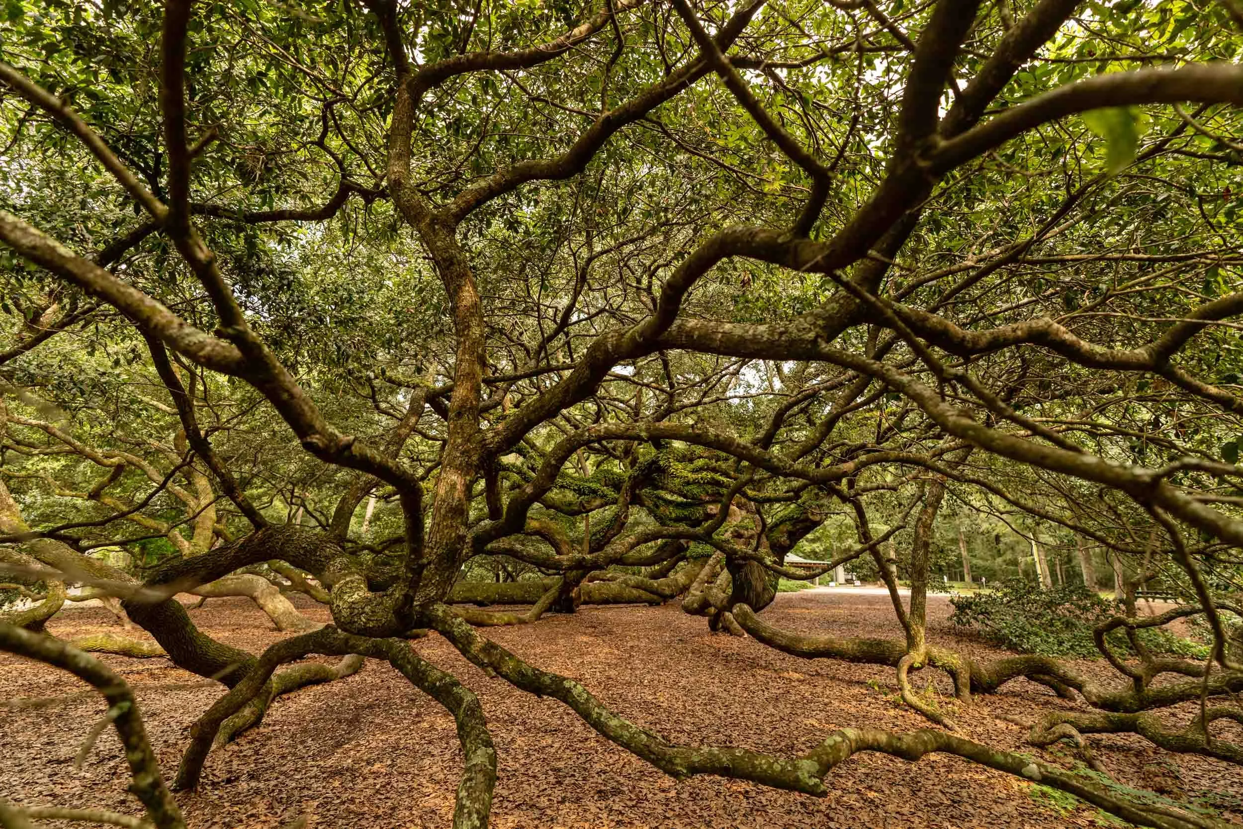 Perhaps the Angel Oak was a young sapling  when St. Augustine was settled by the Spanish  in 1565.