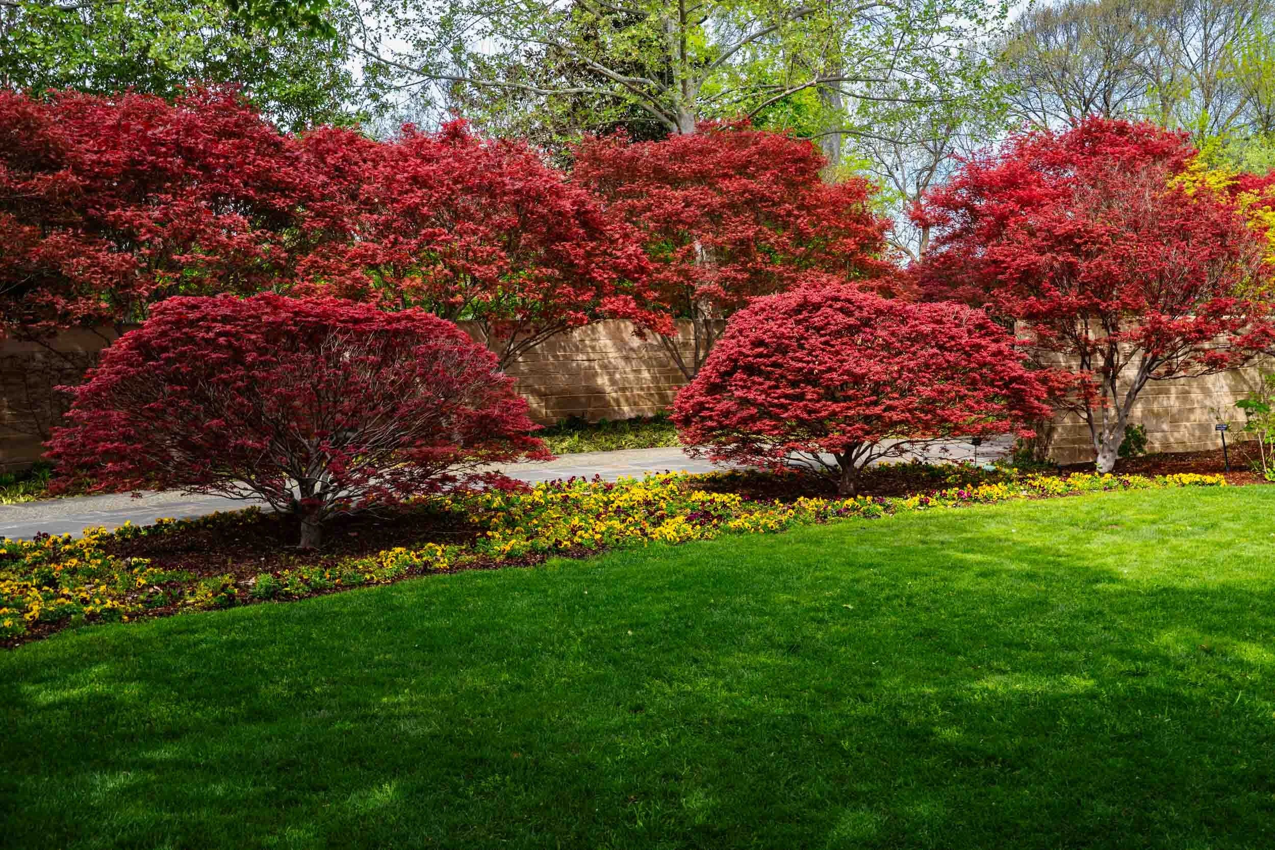 Brilliant red maples at the Dallas Arboretum.