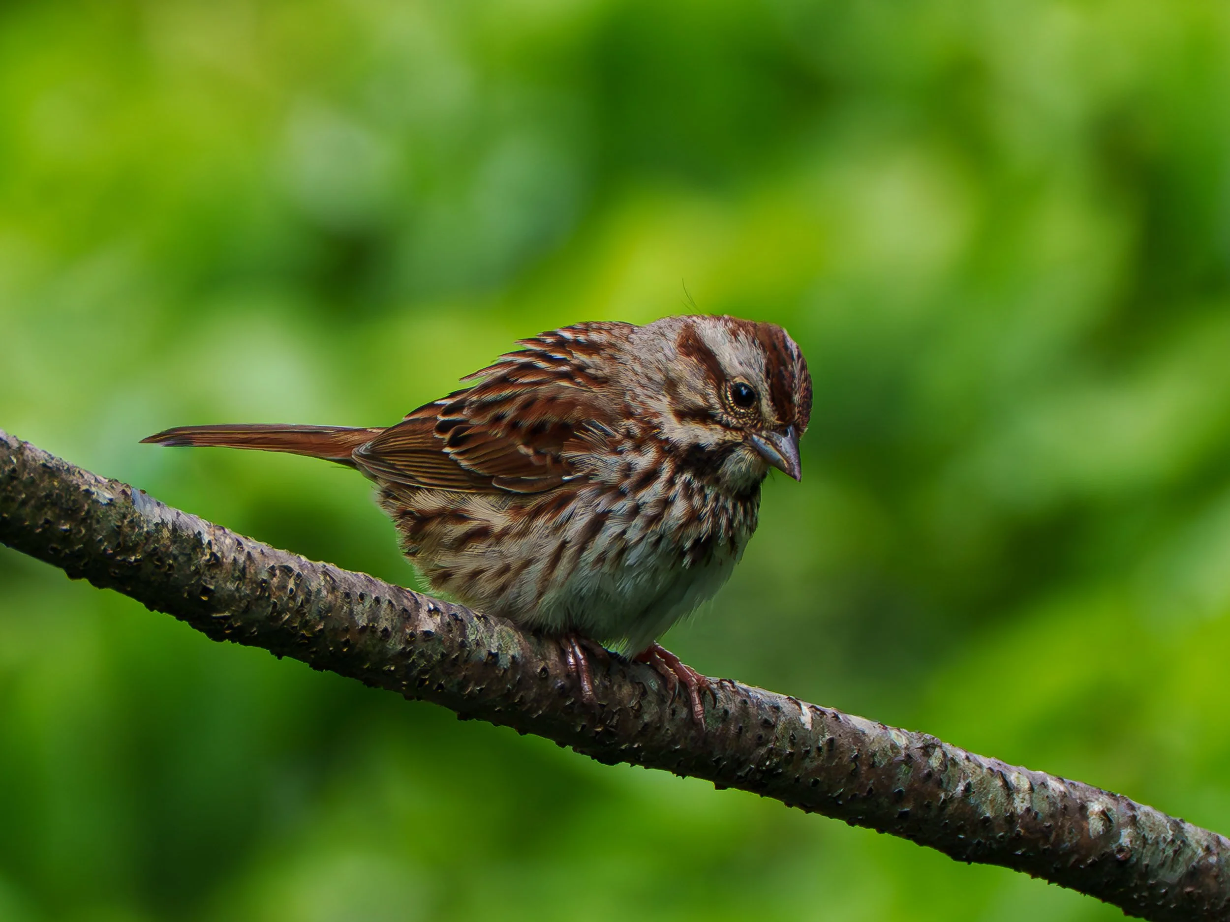 Sparrow