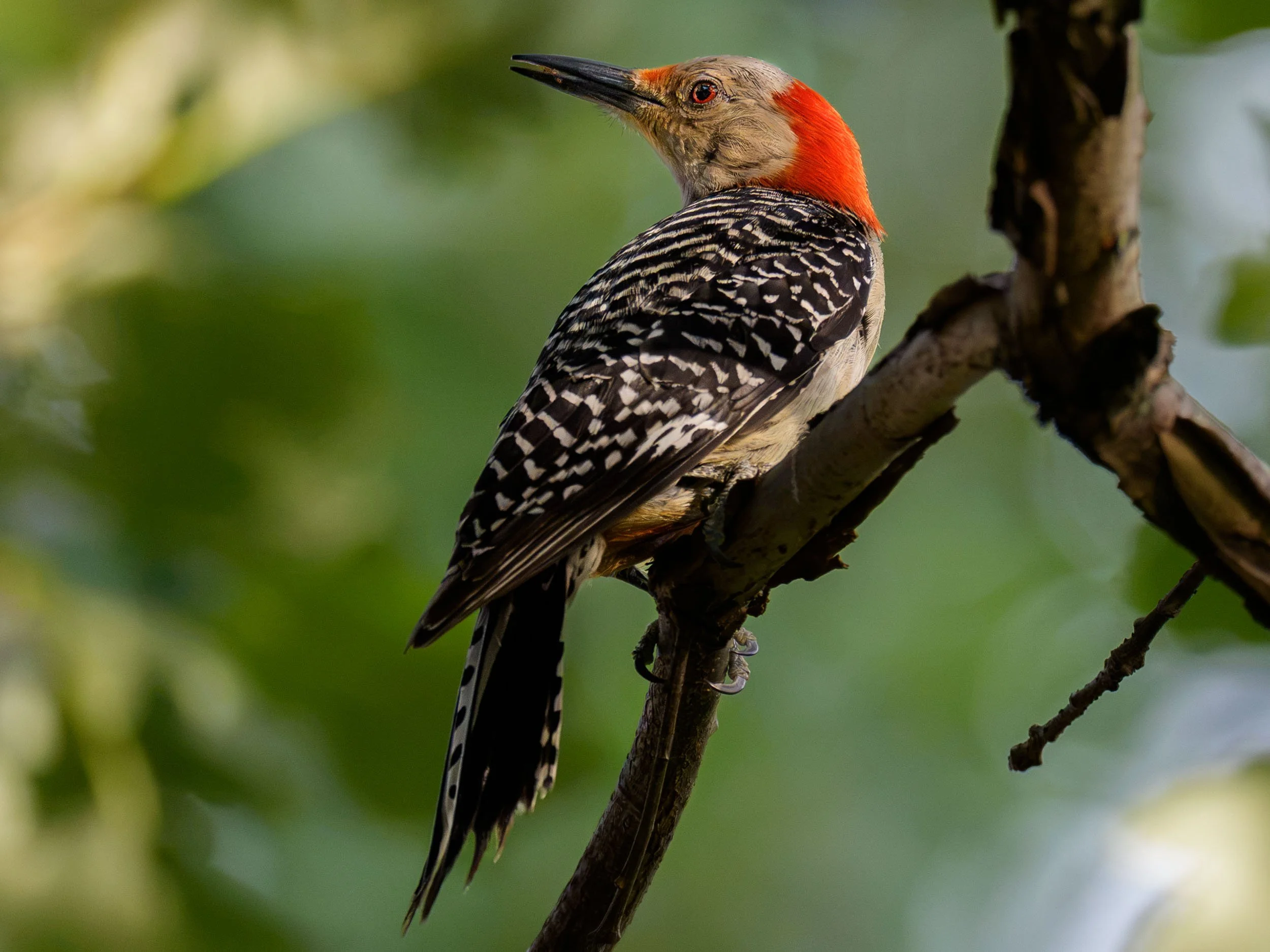 Red-bellied Woodpecker