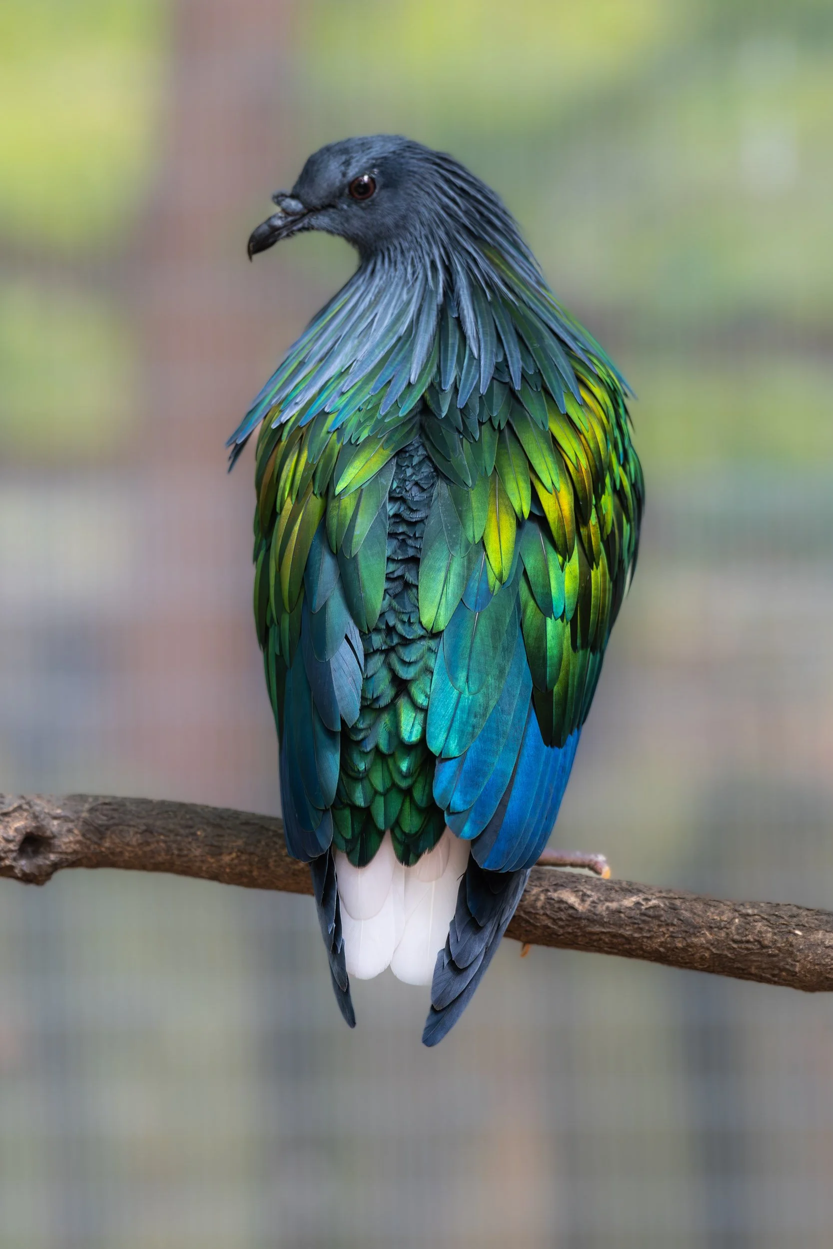 Nicobar Pigeon at Mill Mountain Bird Sanctuary