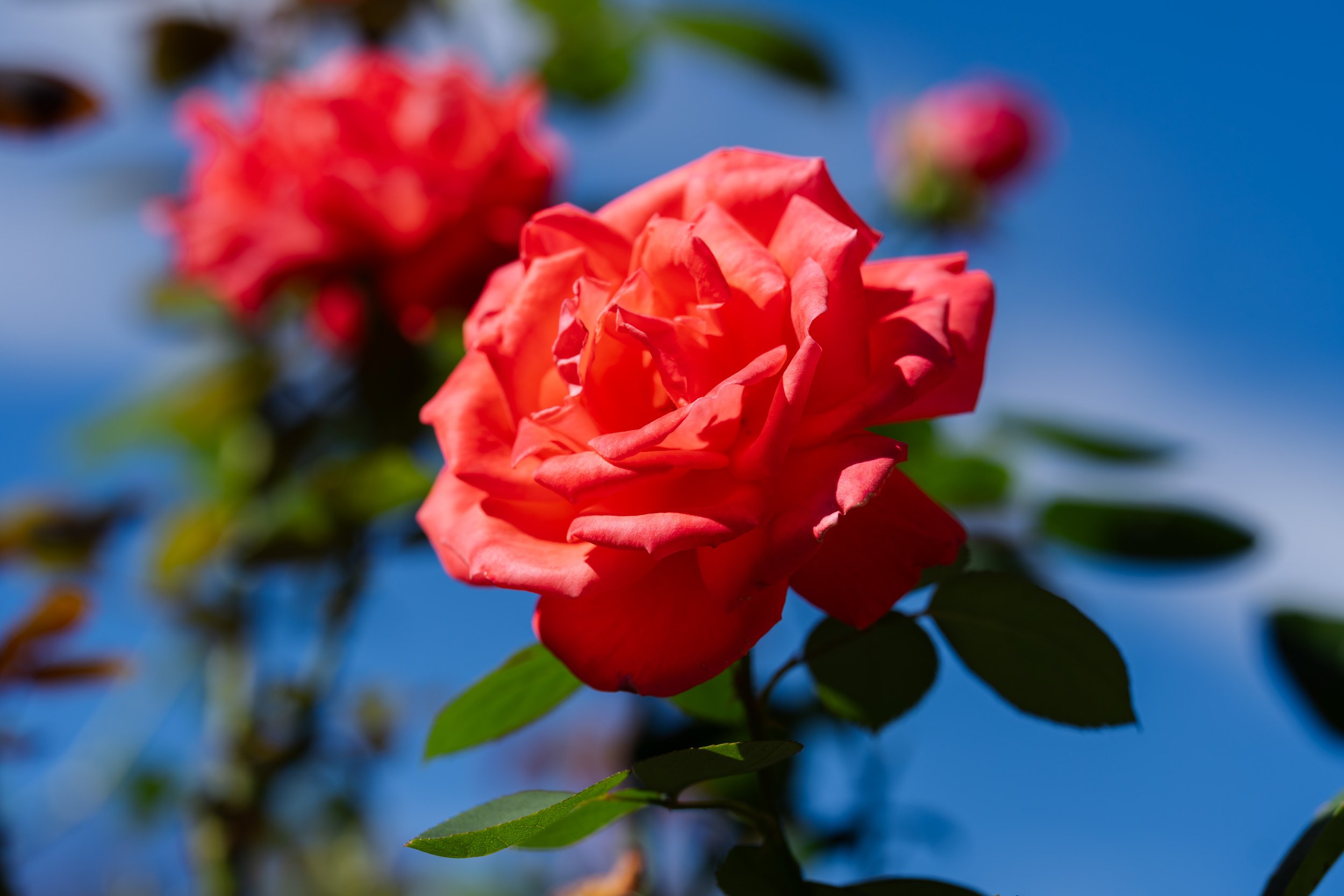 Flowers_A7_2635.jpg