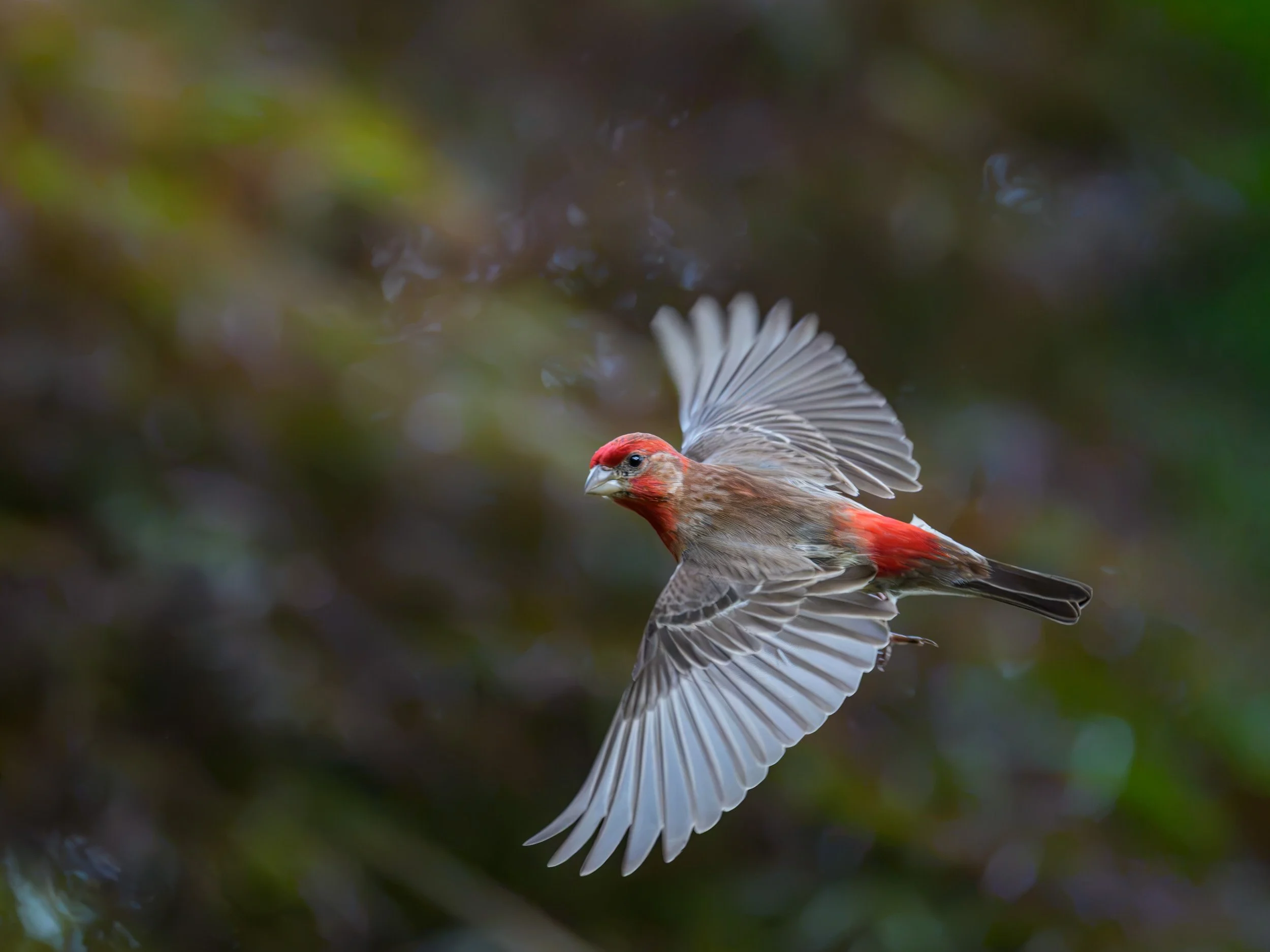 Male House Finch