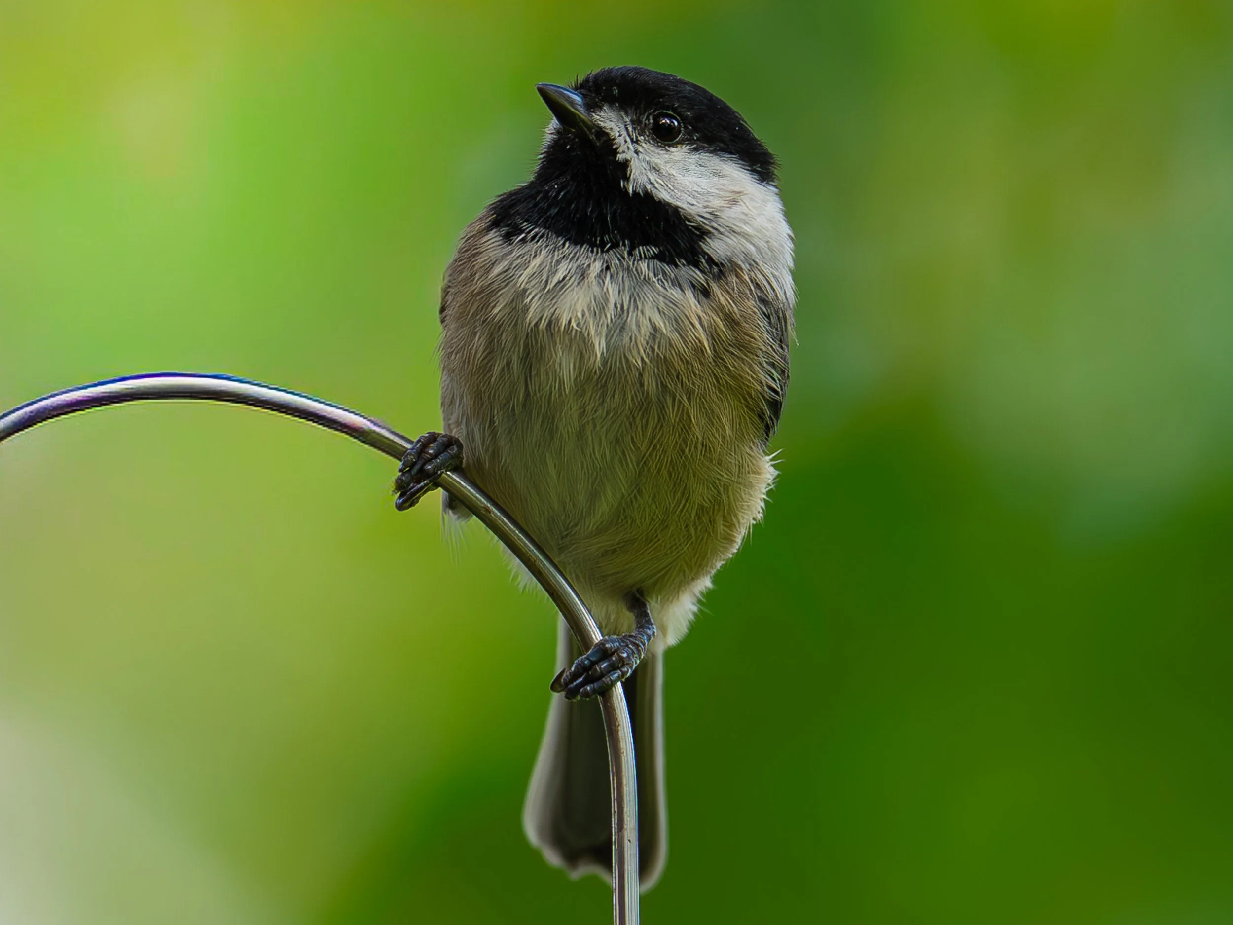 Black-capped Chickadee