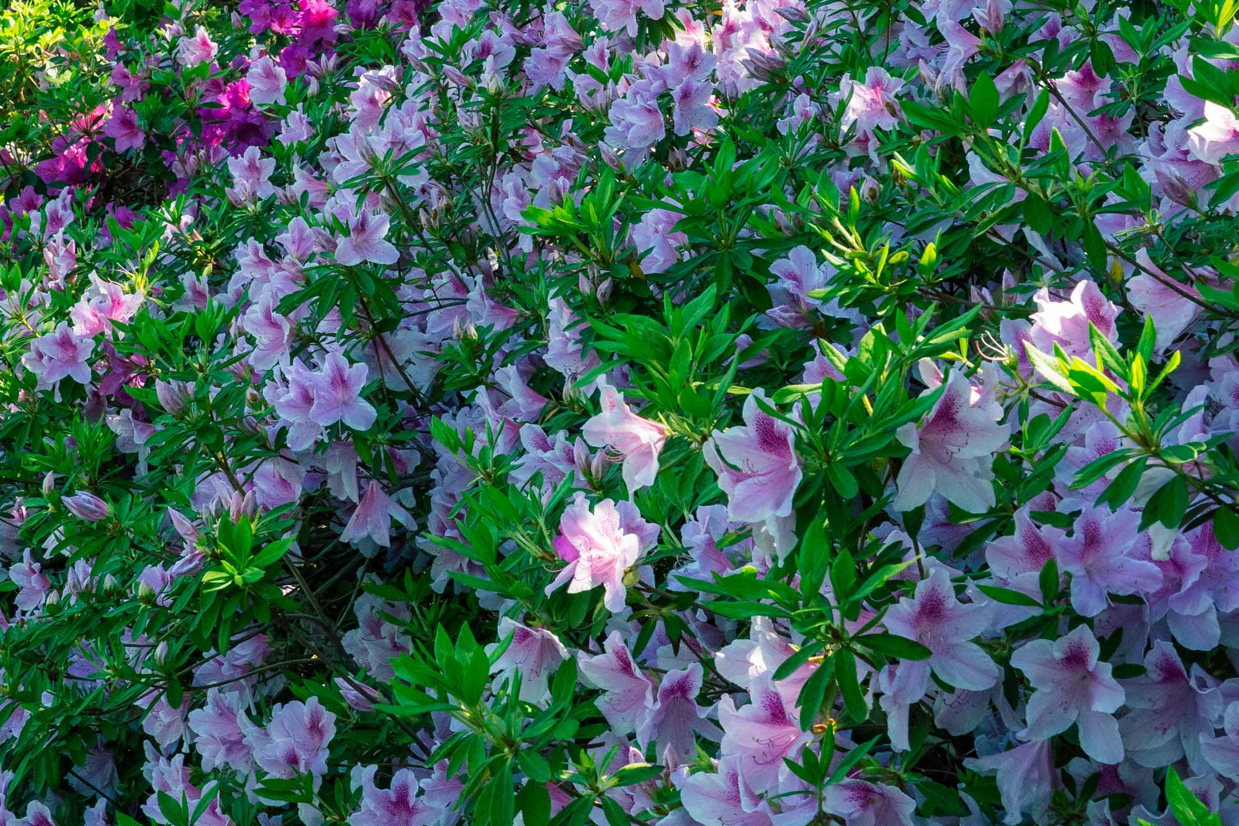 DallasBlooms-171.jpg