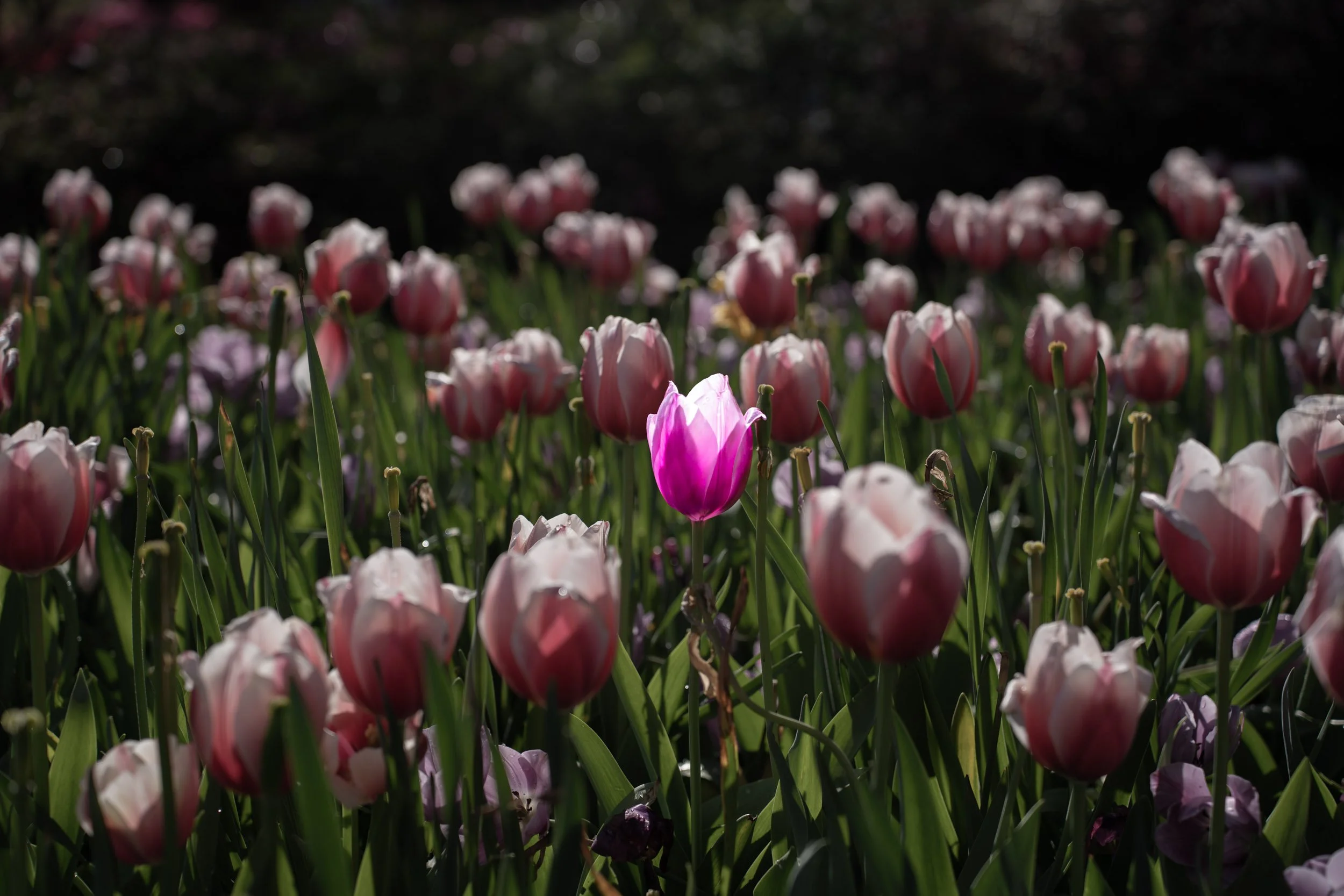 DallasBlooms-13.jpg
