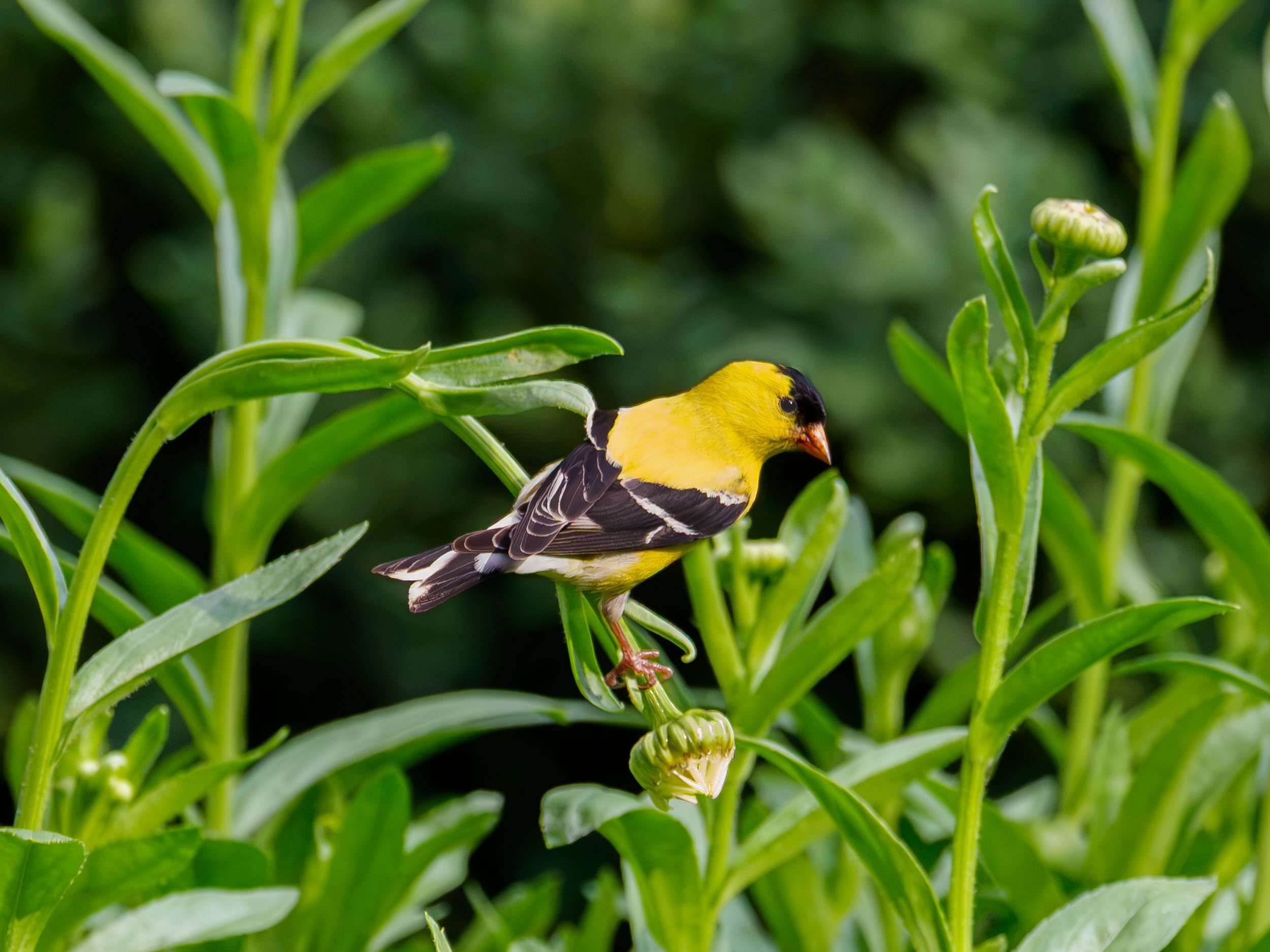 Goldfinch