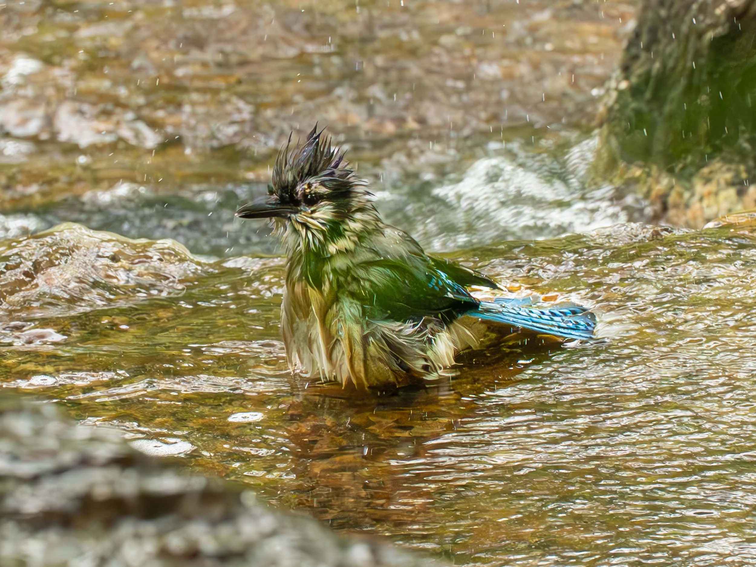 Motmot at bath time in the Japanese Garden at Houston's downtown Hennman Park.