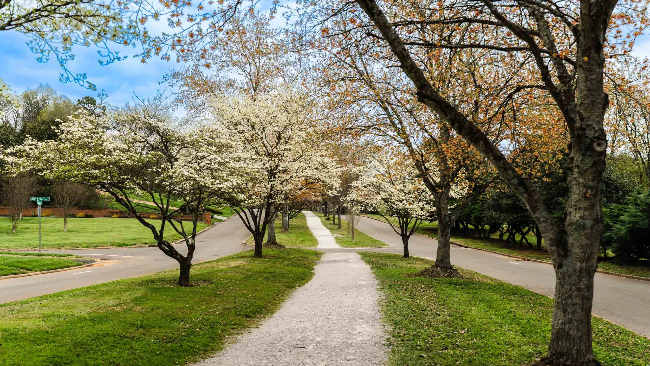 Cherokee Boulevard in the Sequoia Hills neighborhood of Knoxville, Tennessee. The boulevard follows the shoreline of the Tennessee River. The picture was taken in the spring when the Dogwood trees were in bloom.