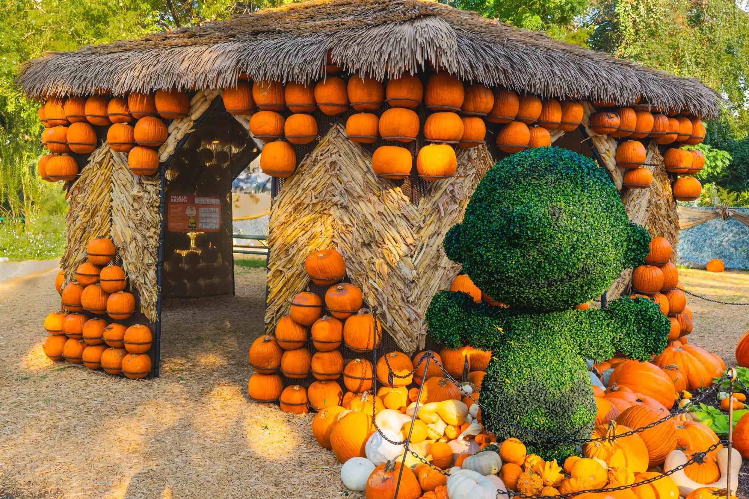 During the annual "Autumn at the Arboretum" event the pumpkins abound in many different types of displays, and in this photo Charlie Brown makes an appearance as a topiary.