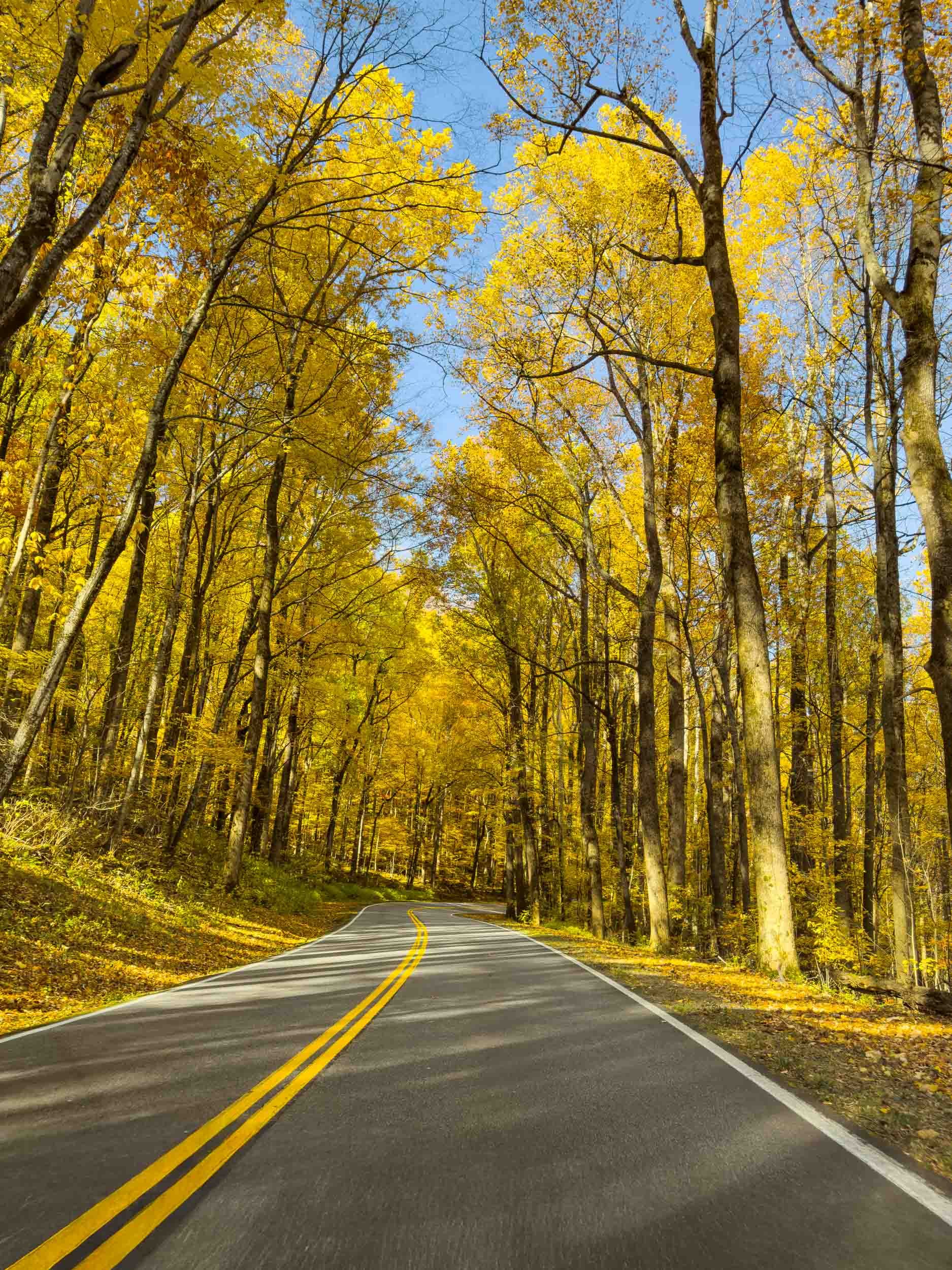 A road through the Smoky Mountains National Park on a beautiful autumn day.