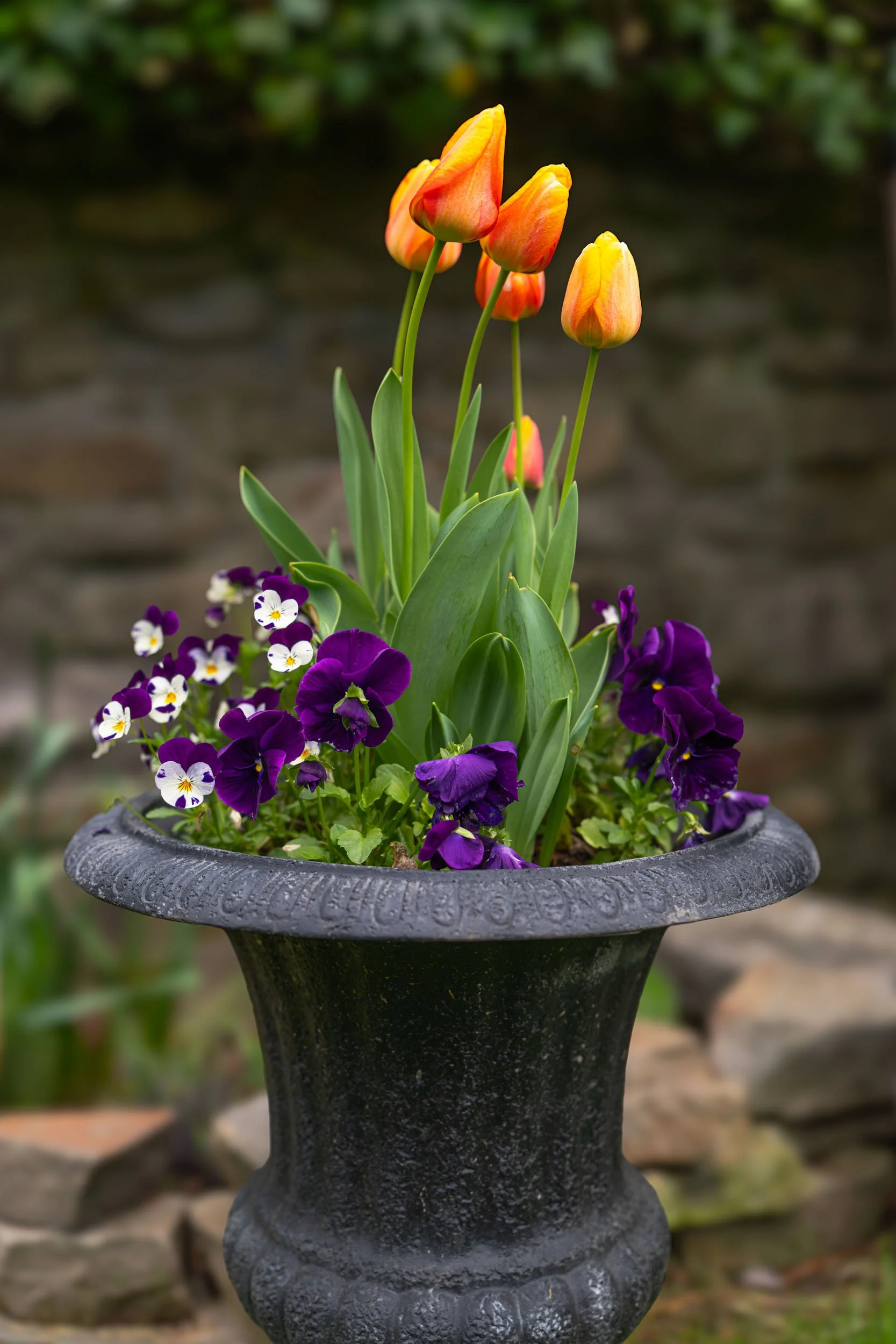 LVgarden_004-Enhanced-NR.jpg