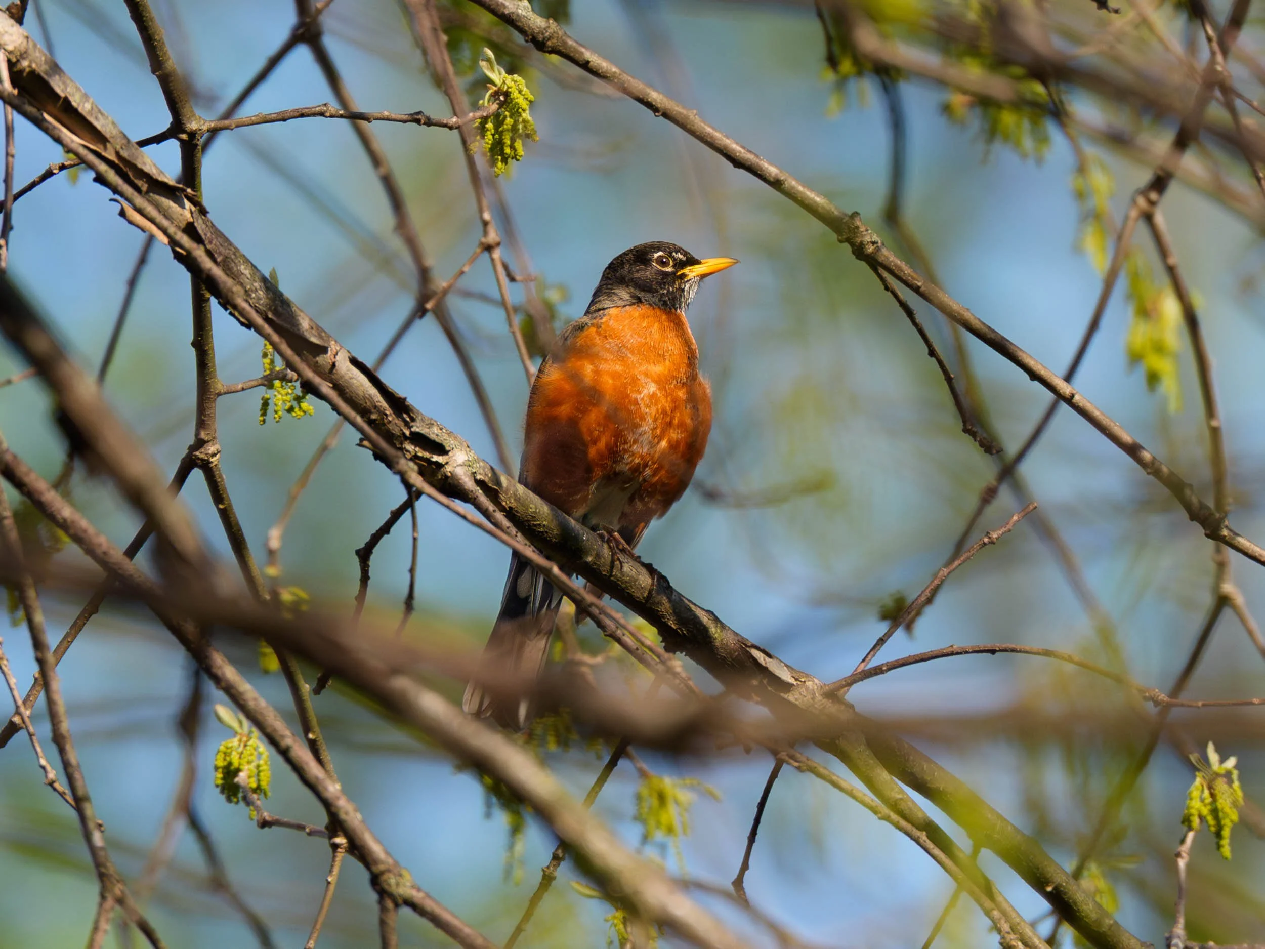 Robin