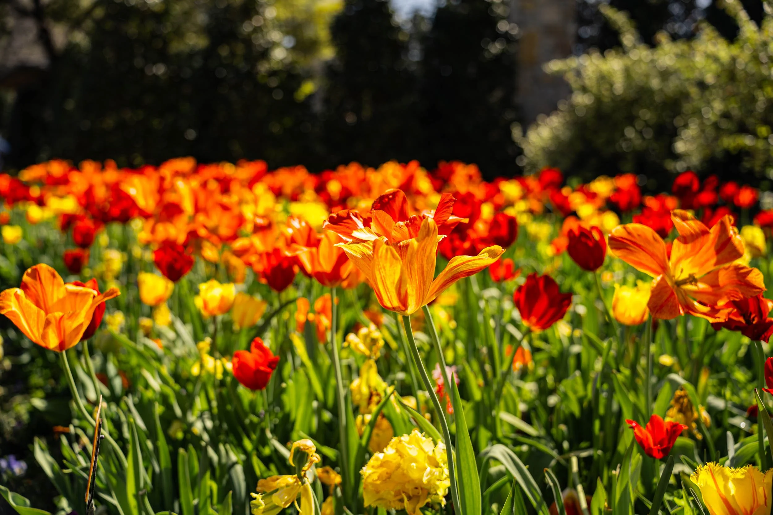 DallasBlooms-138.jpg