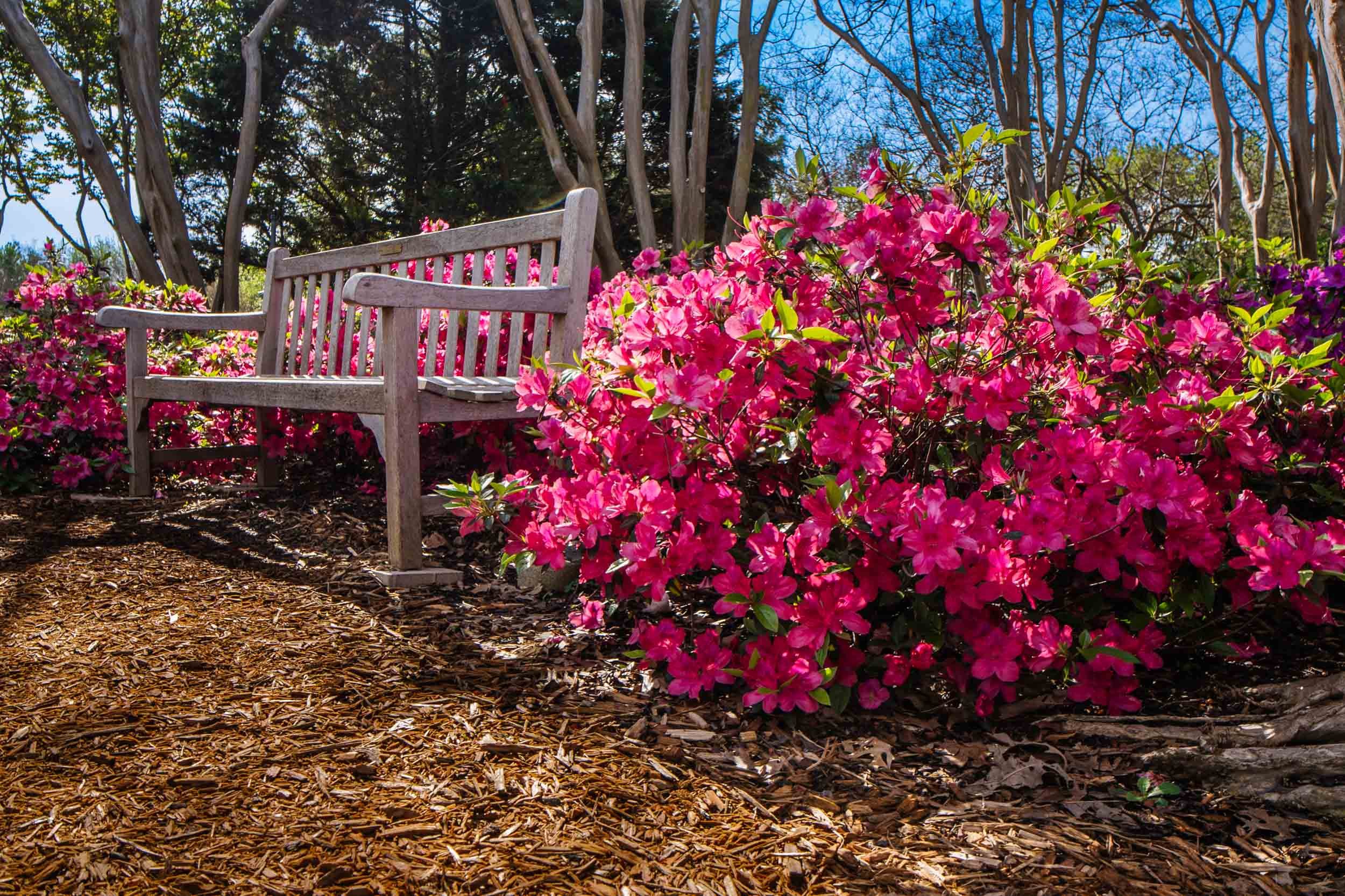 DallasBlooms-189.jpg