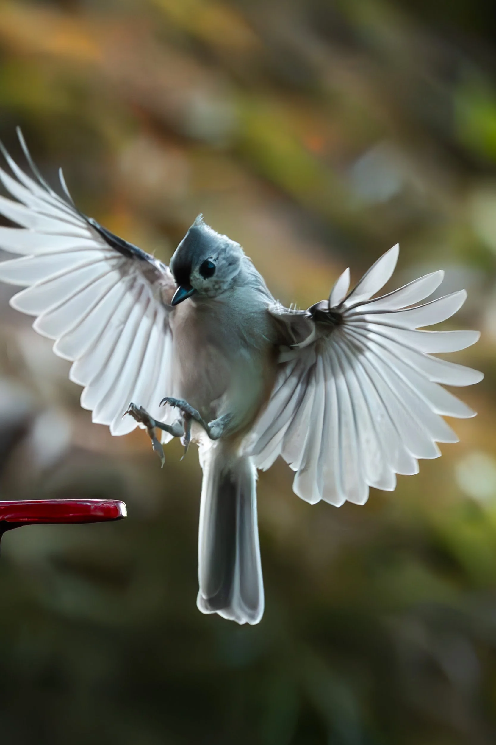 Tufted Titmouse